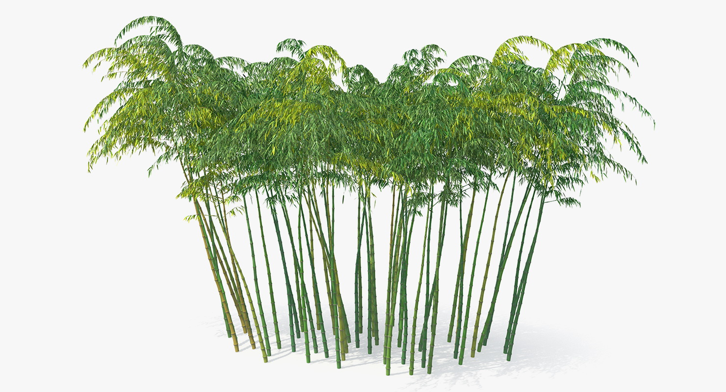 Bamboo Grove 3D