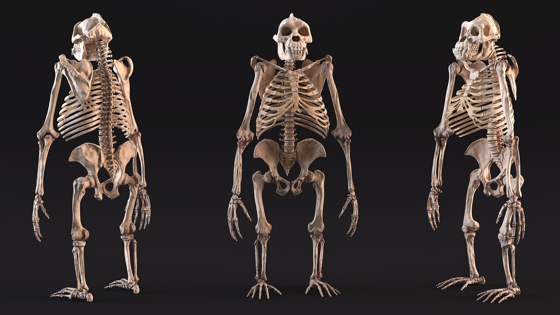 3D Gorilla Skeleton Rigged model