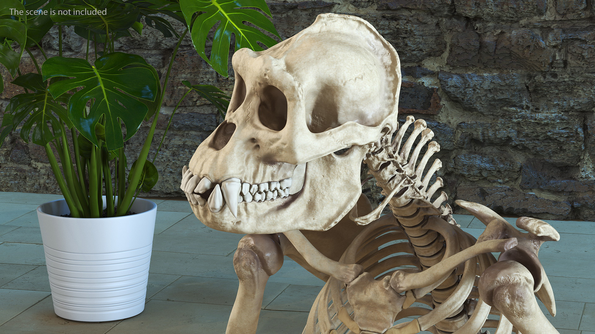 3D Gorilla Skeleton Rigged model