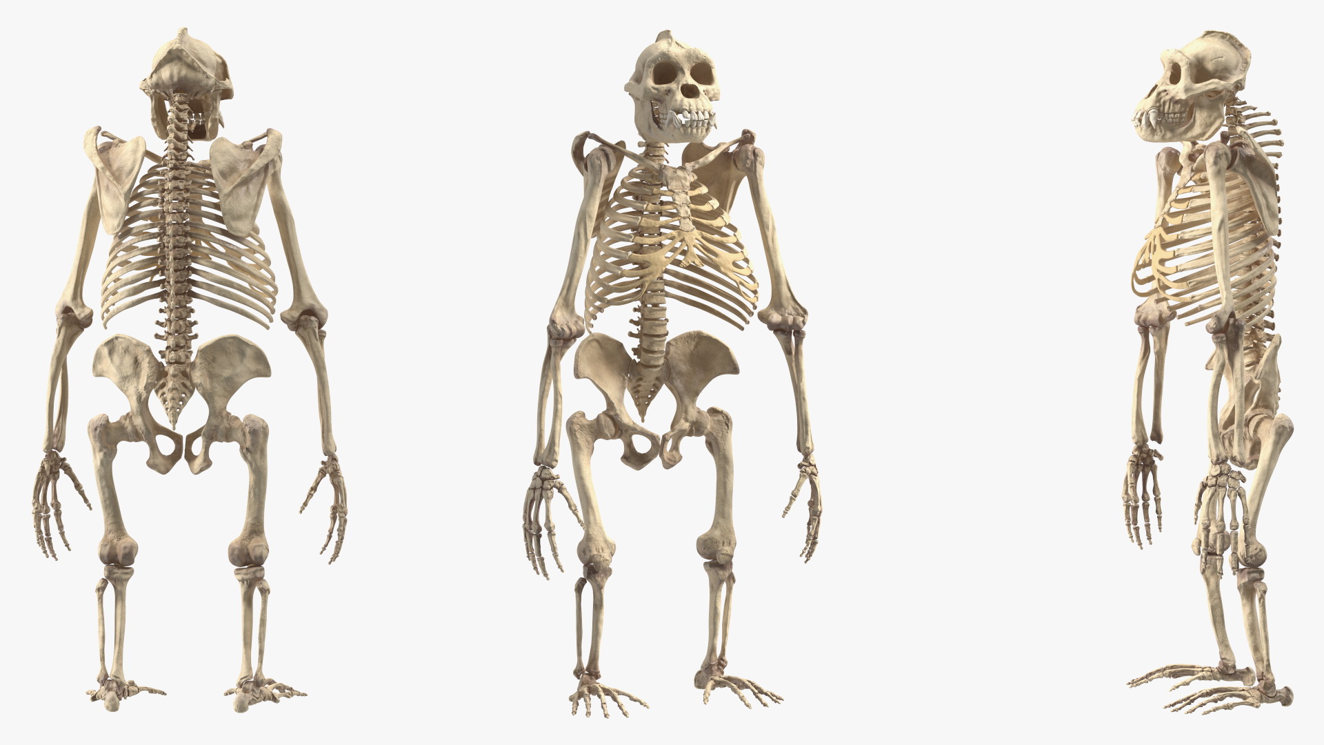 3D Gorilla Skeleton Rigged model