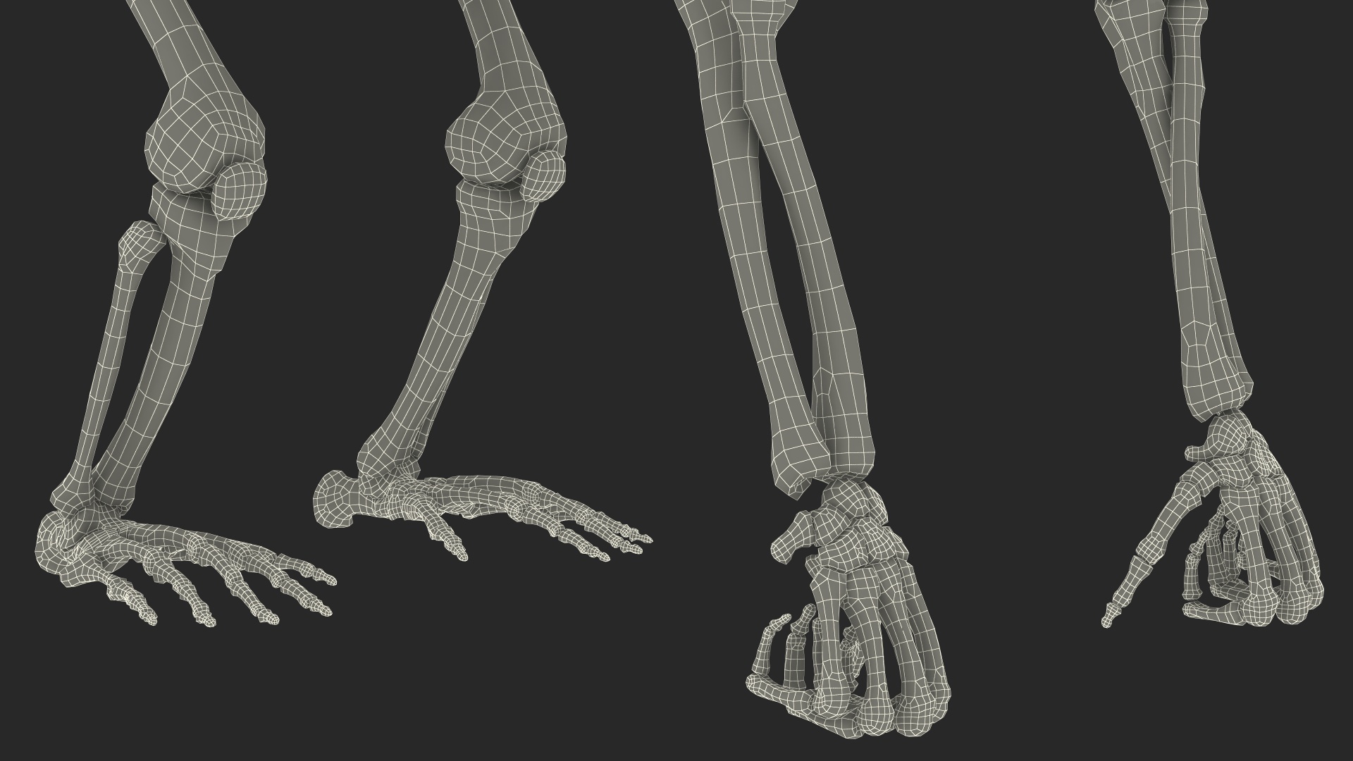 3D Gorilla Skeleton Rigged model