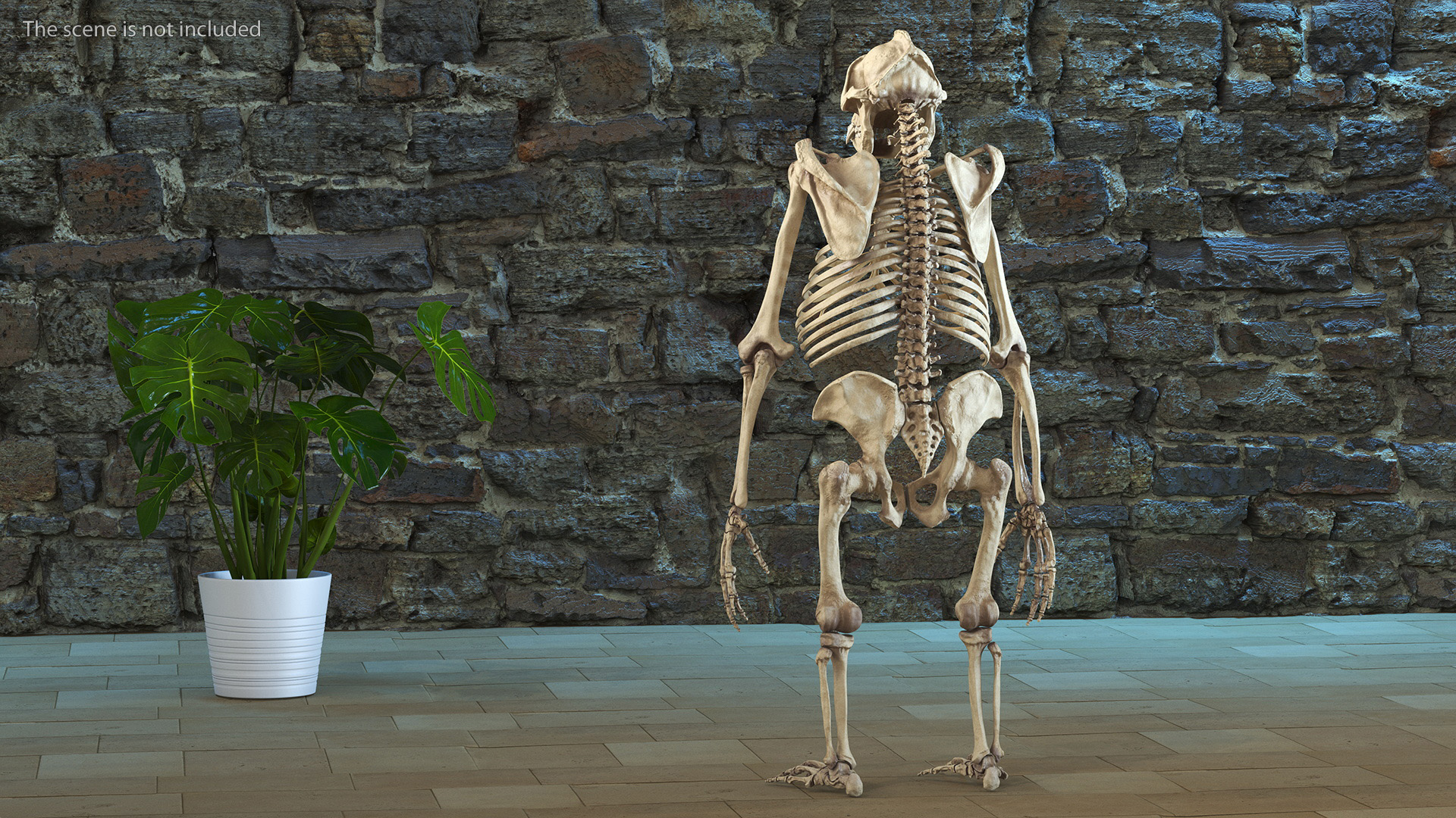 3D Gorilla Skeleton Rigged model