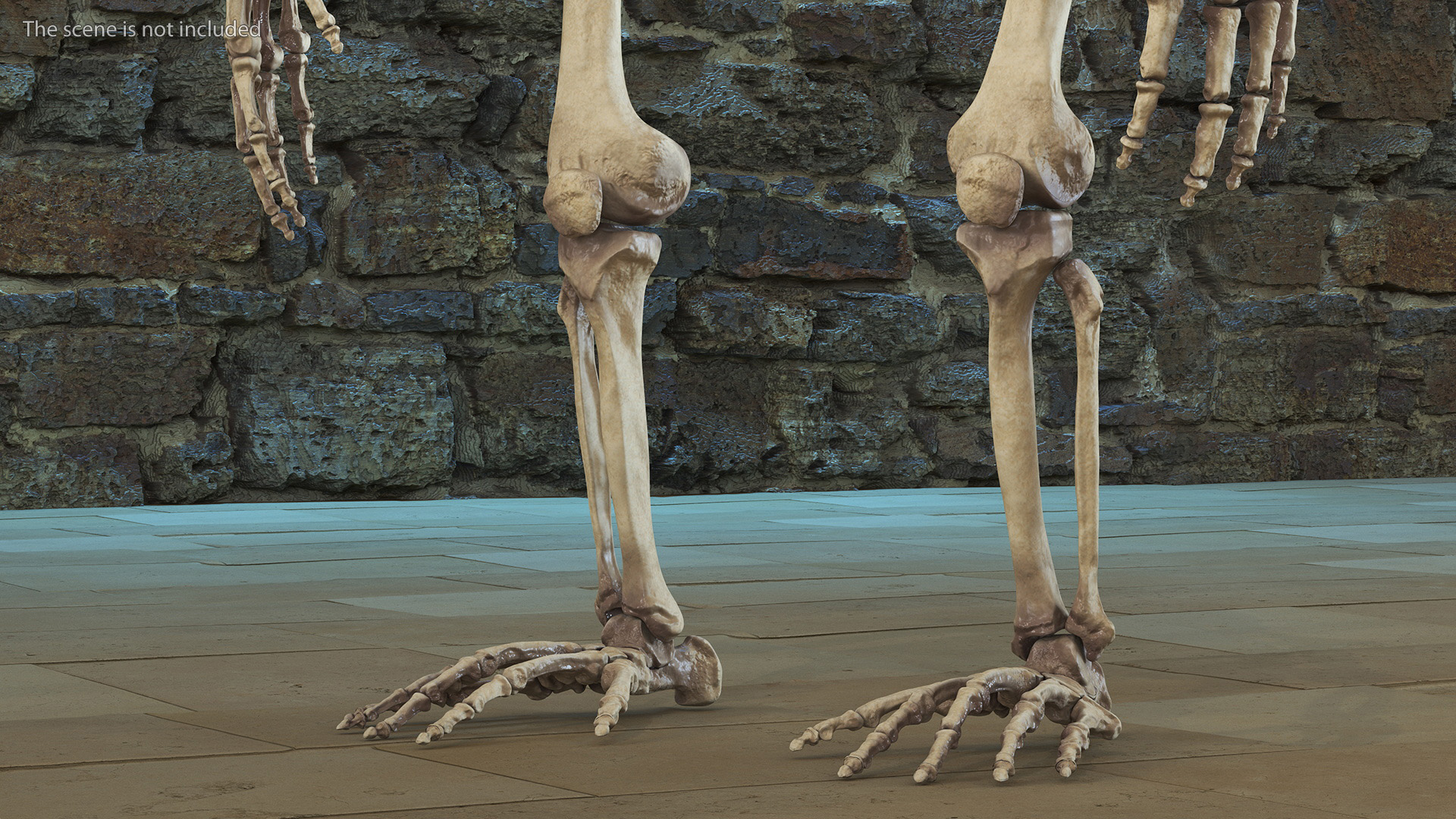 3D Gorilla Skeleton Rigged model