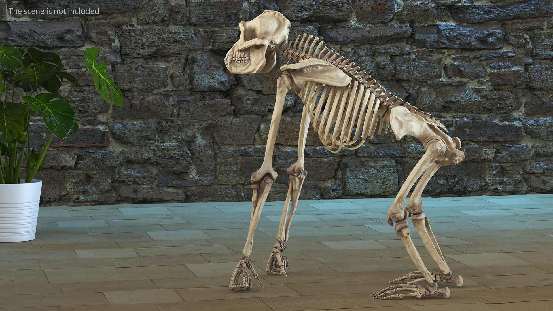 3D Gorilla Skeleton Rigged model