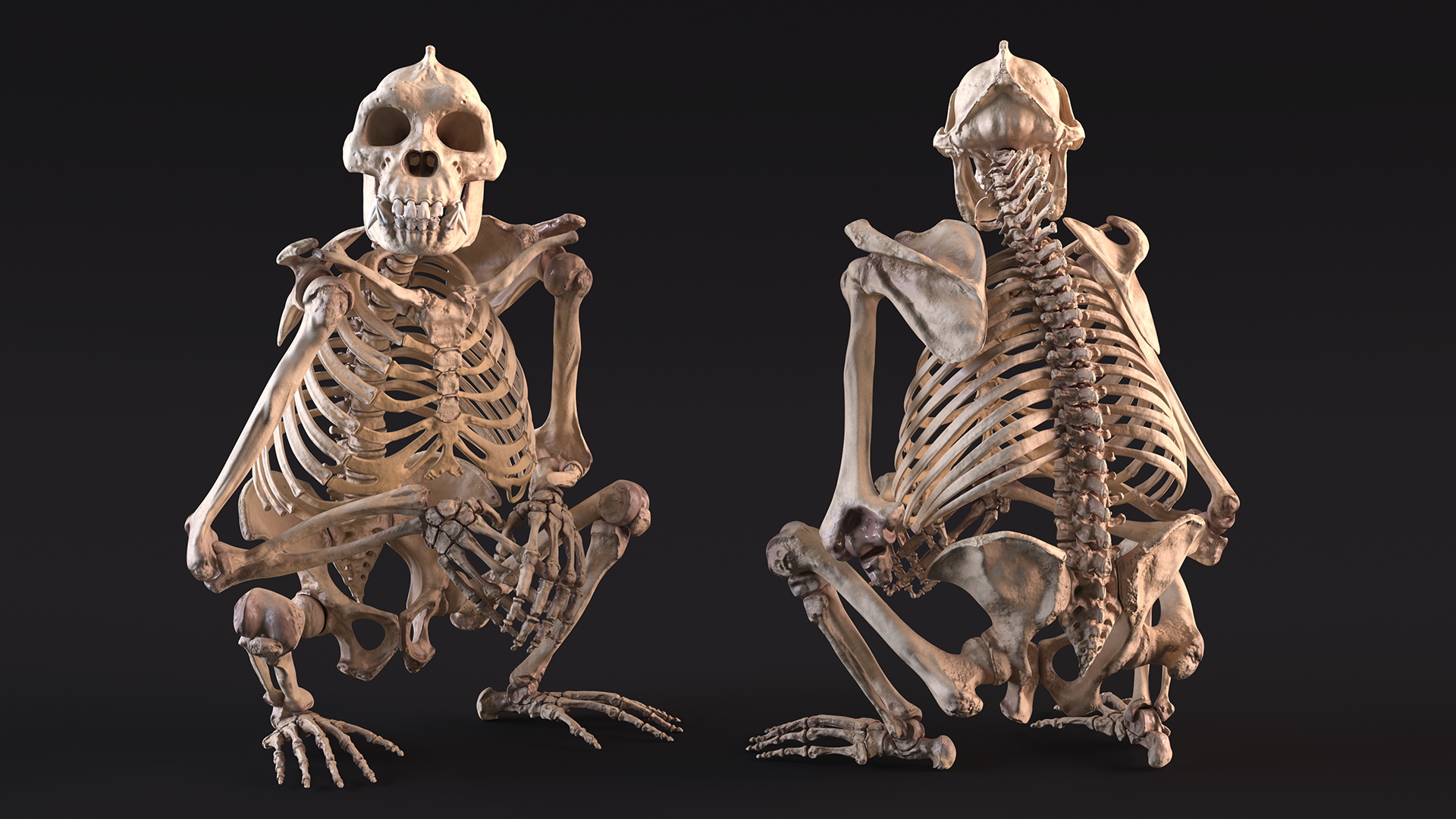3D Gorilla Skeleton Rigged model
