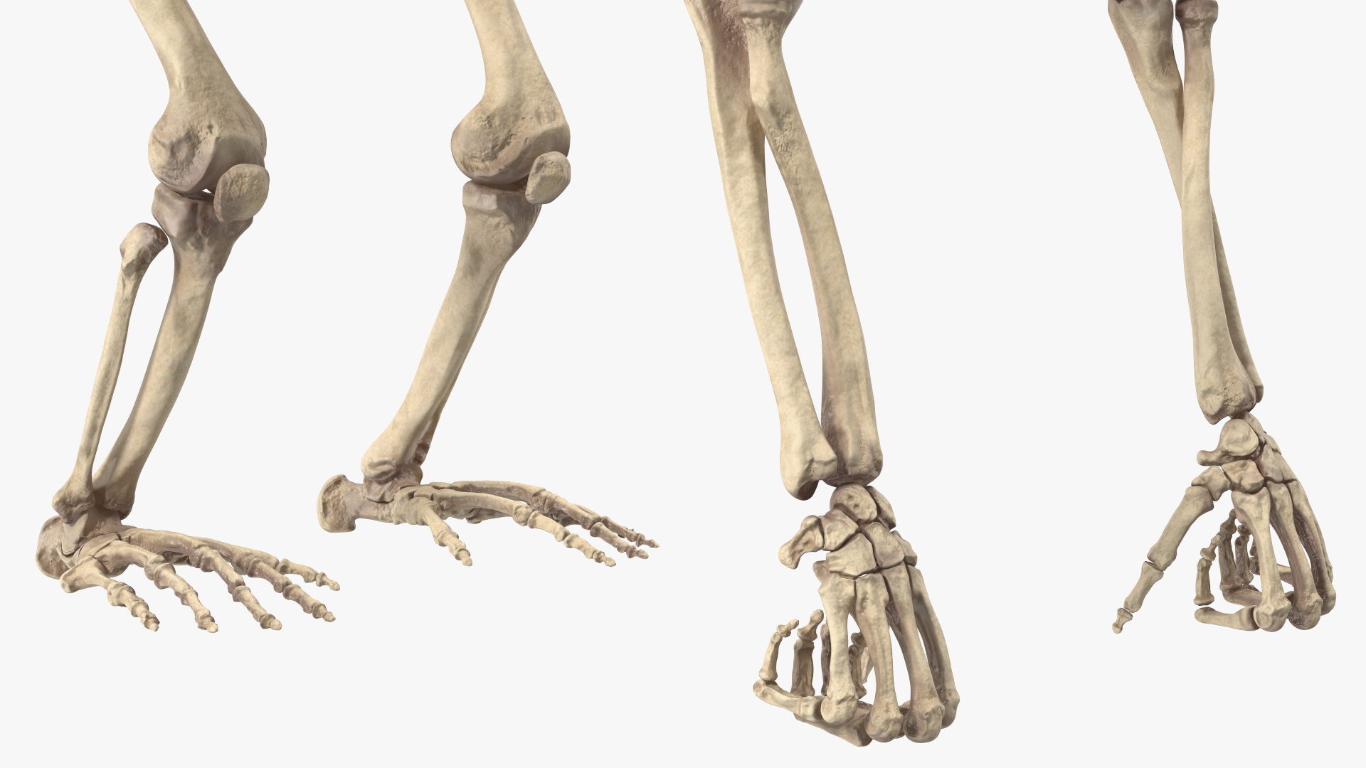 3D Gorilla Skeleton Rigged model