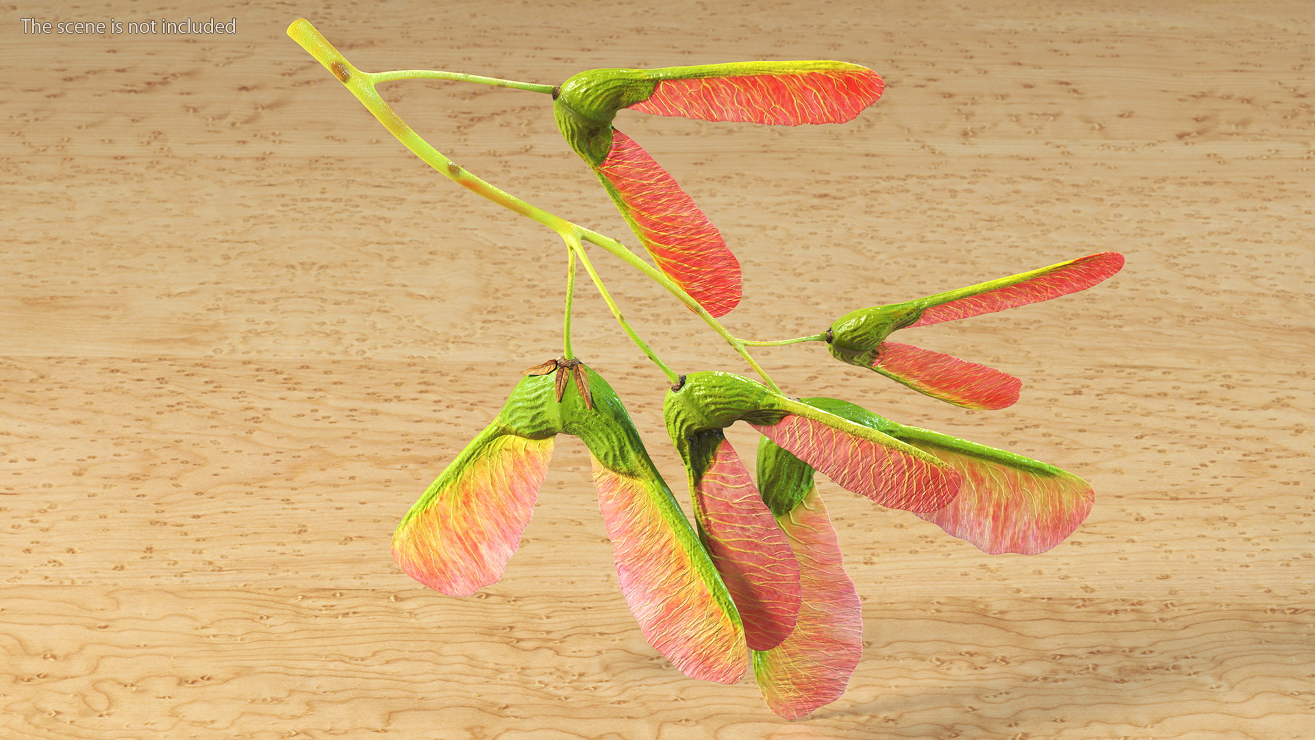 3D Pink Maple Seeds Branch model