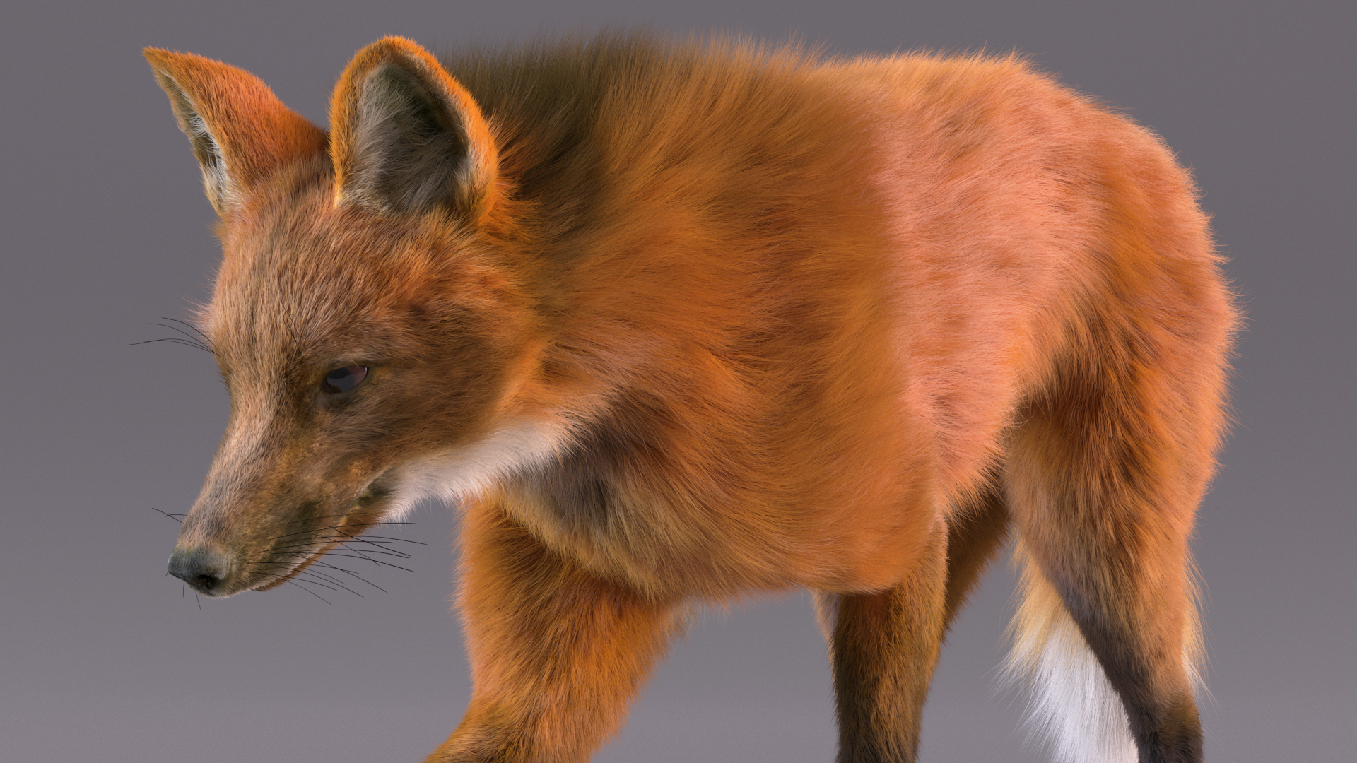 Maned Wolf Walking Pose Fur 3D