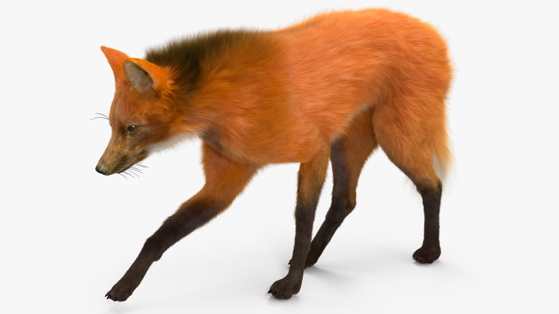 Maned Wolf Walking Pose Fur 3D