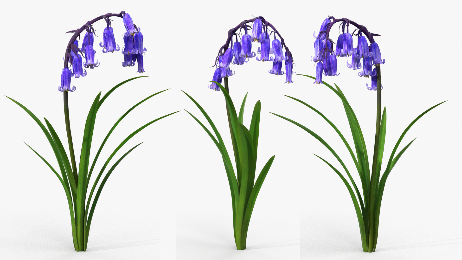 Forest Bluebell Plant with Bell Shaped Flowers Purple - view 4