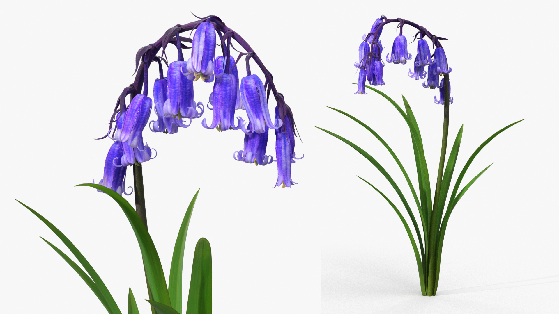 Forest Bluebell Plant with Bell Shaped Flowers Purple - view 2