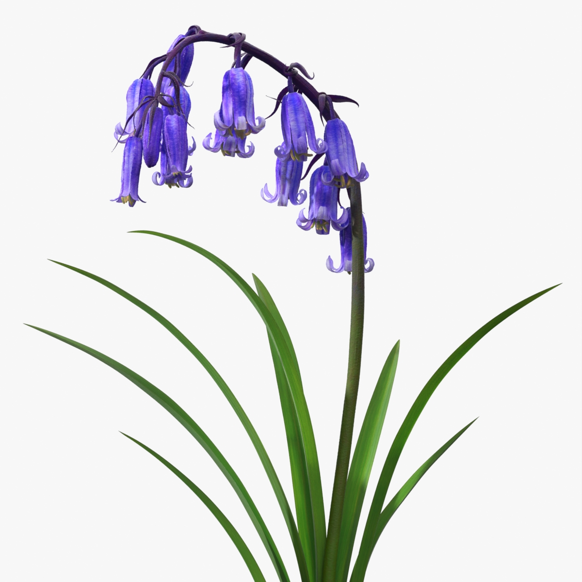 Forest Bluebell Plant with Bell Shaped Flowers Purple 3D model preview