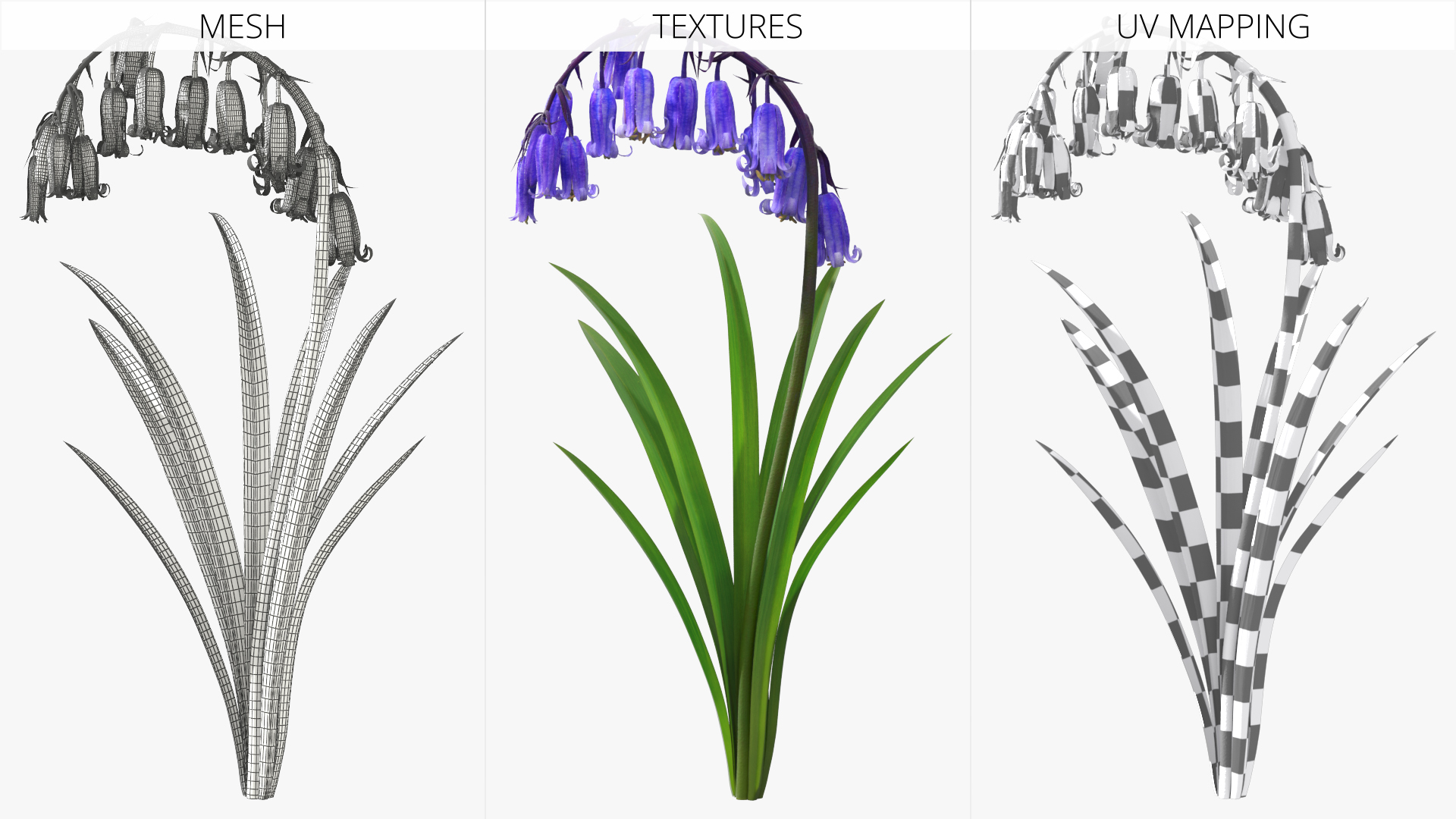 Forest Bluebell Plant with Bell Shaped Flowers Purple - view 7