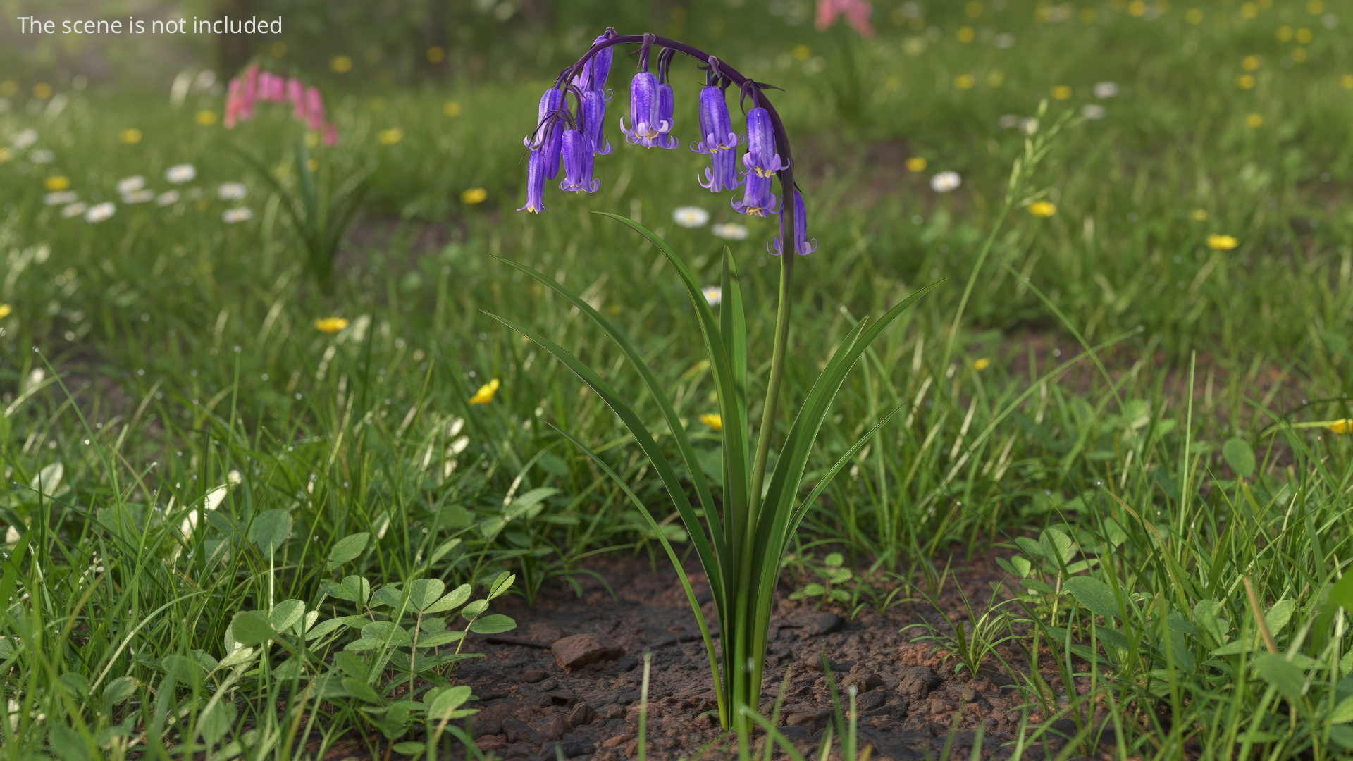 Forest Bluebell Plant with Bell Shaped Flowers Purple - view 3