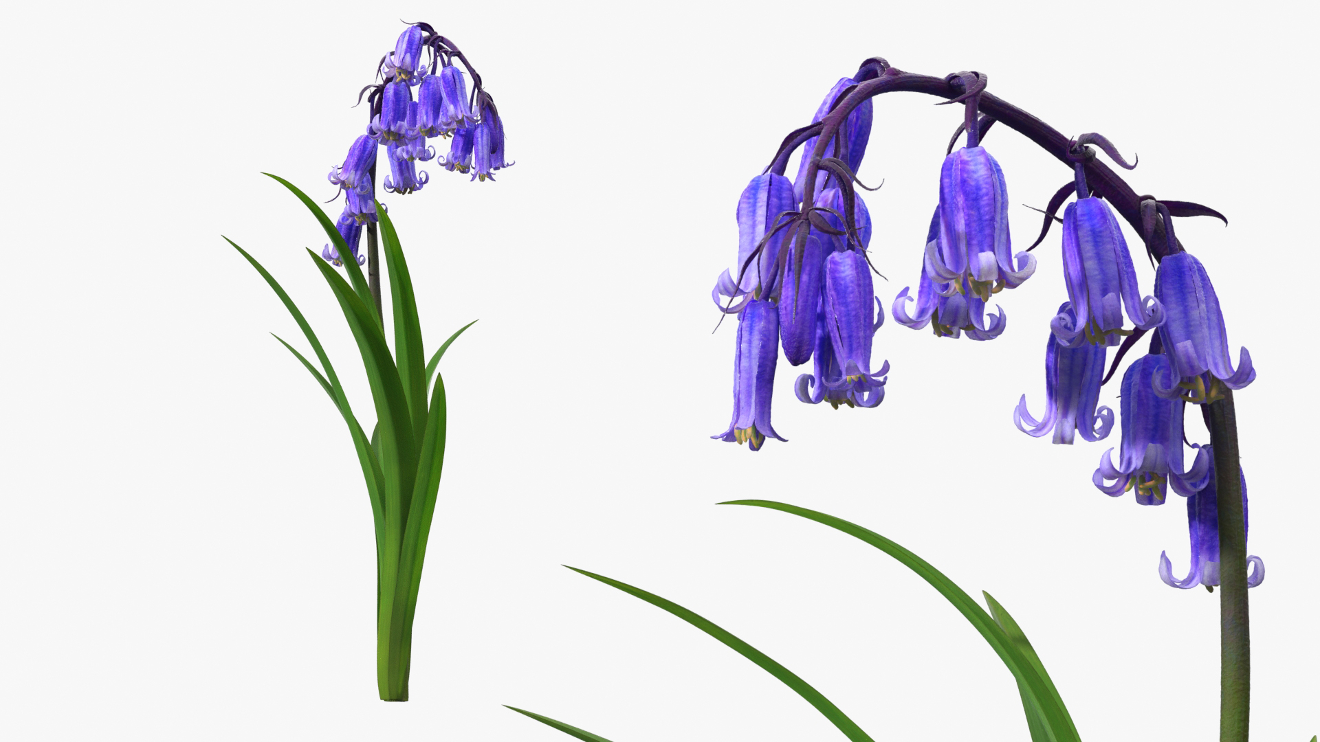 Forest Bluebell Plant with Bell Shaped Flowers Purple - view 5