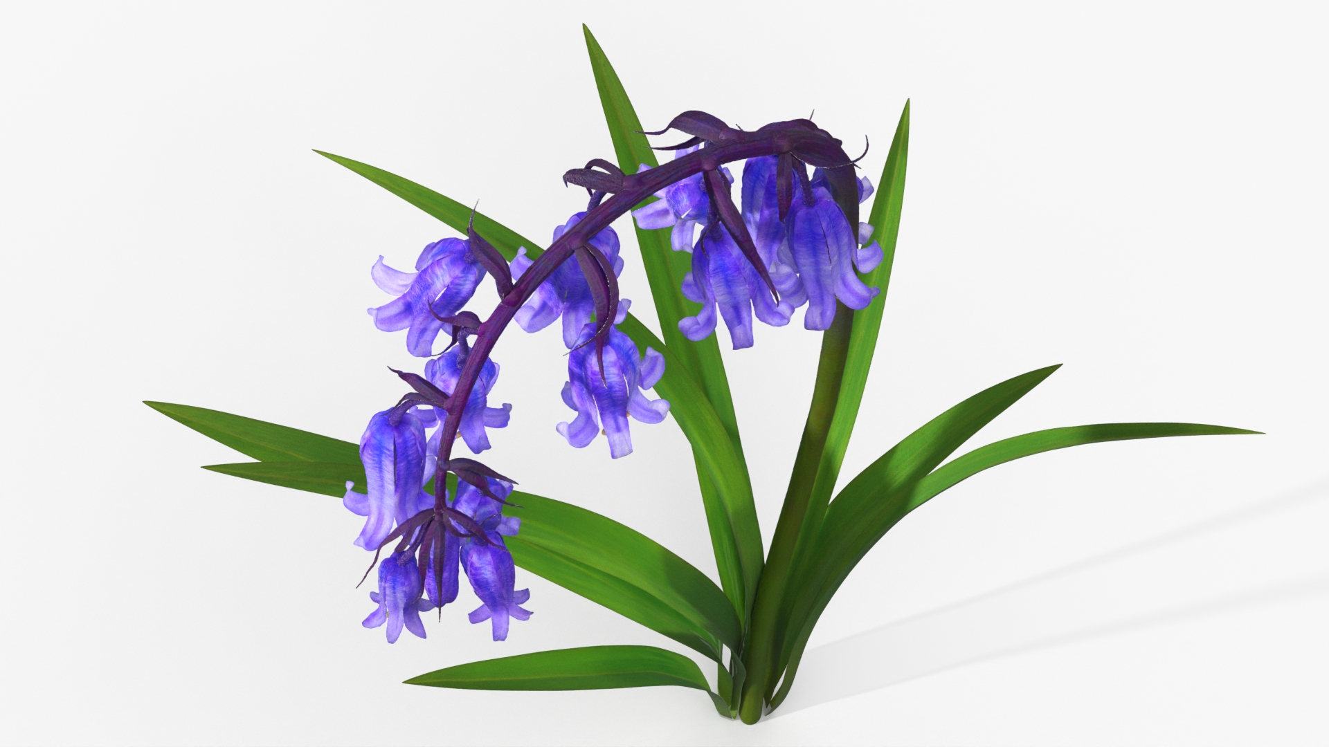 Forest Bluebell Plant with Bell Shaped Flowers Purple - view 6