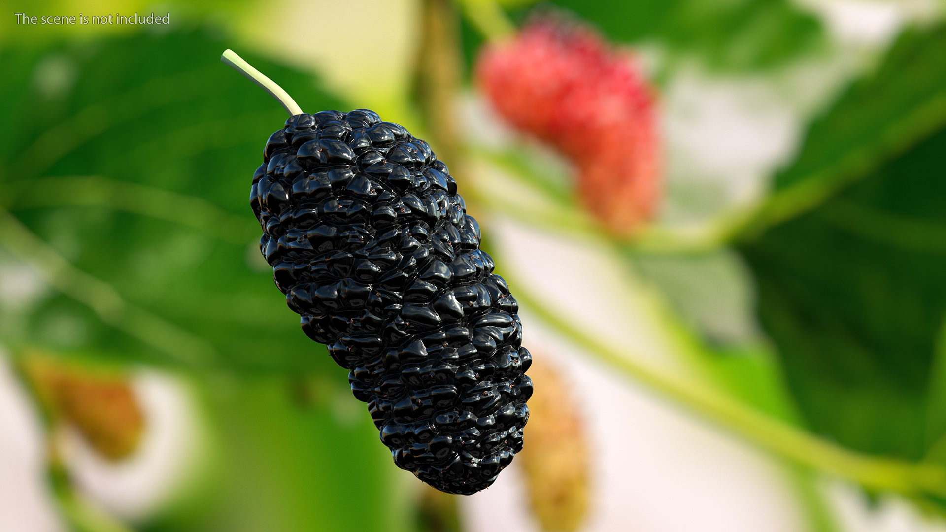 3D model Mulberry Fruit Black