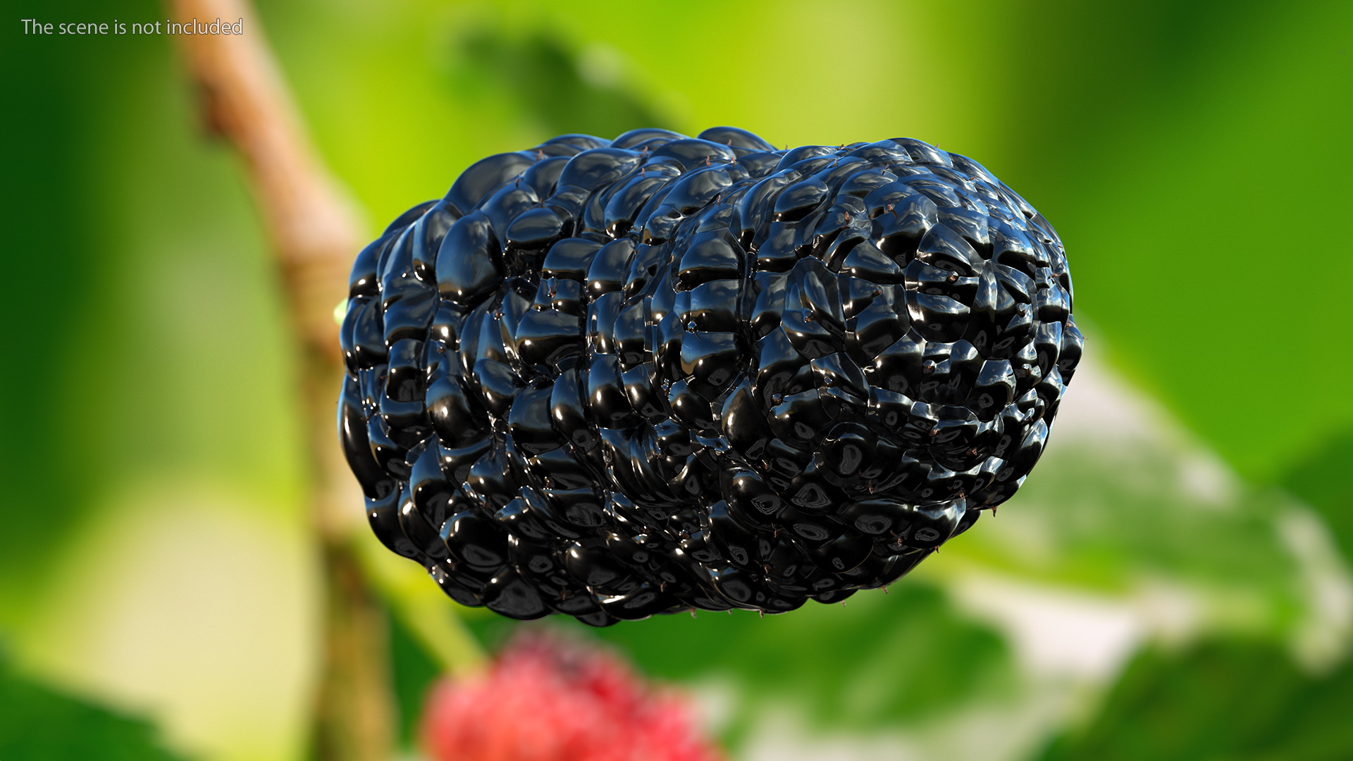 3D model Mulberry Fruit Black