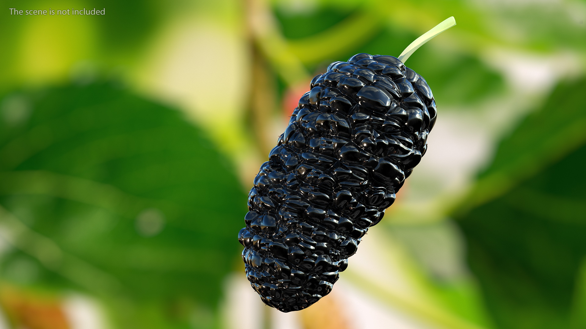 3D model Mulberry Fruit Black