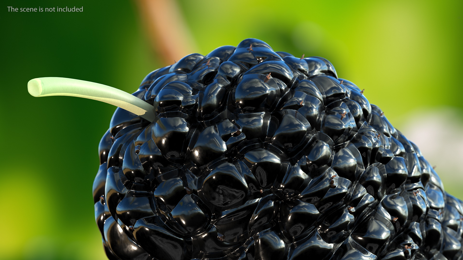 3D model Mulberry Fruit Black