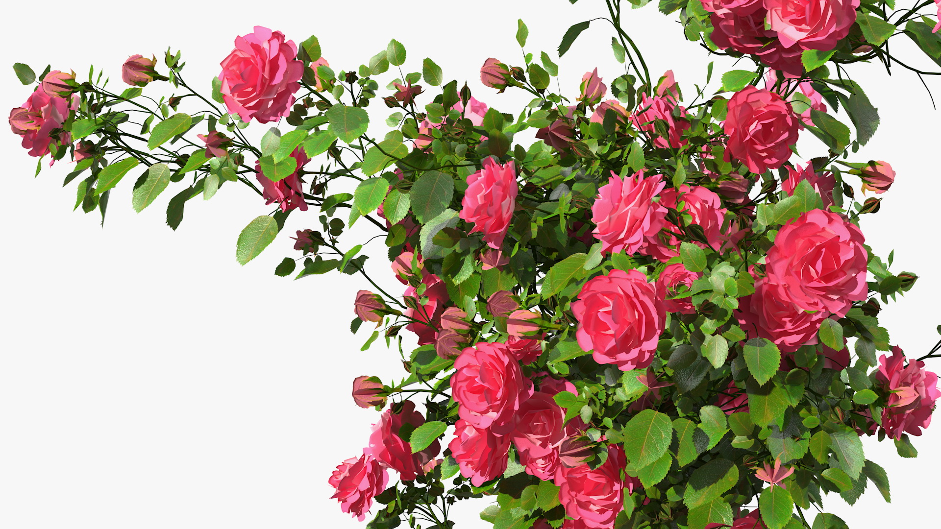 Gazebo Covered with Pink Rose 3D model