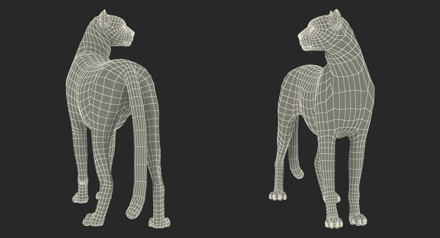 Cheetah Looking Around 3D