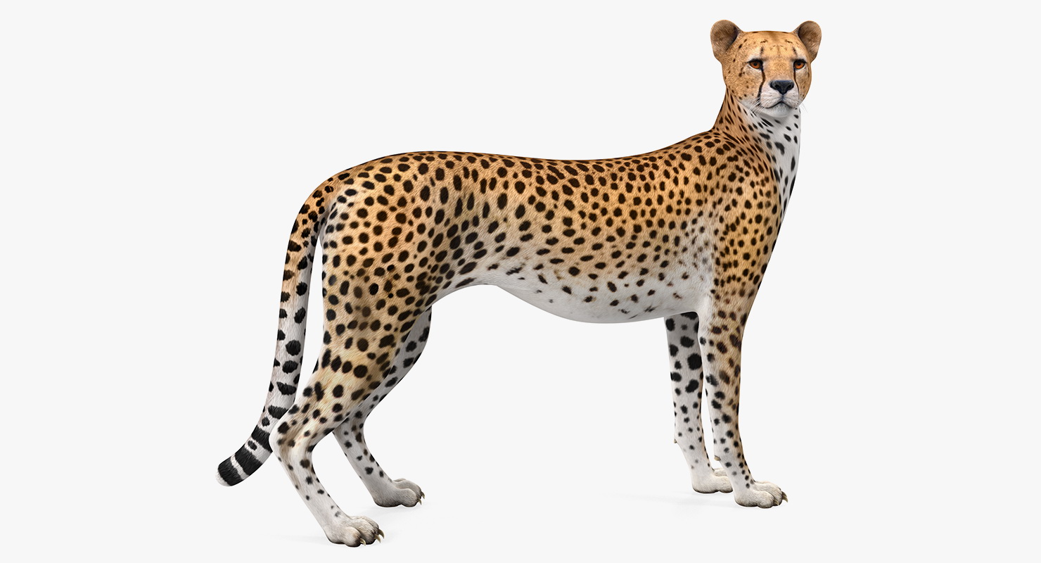 Cheetah Looking Around 3D