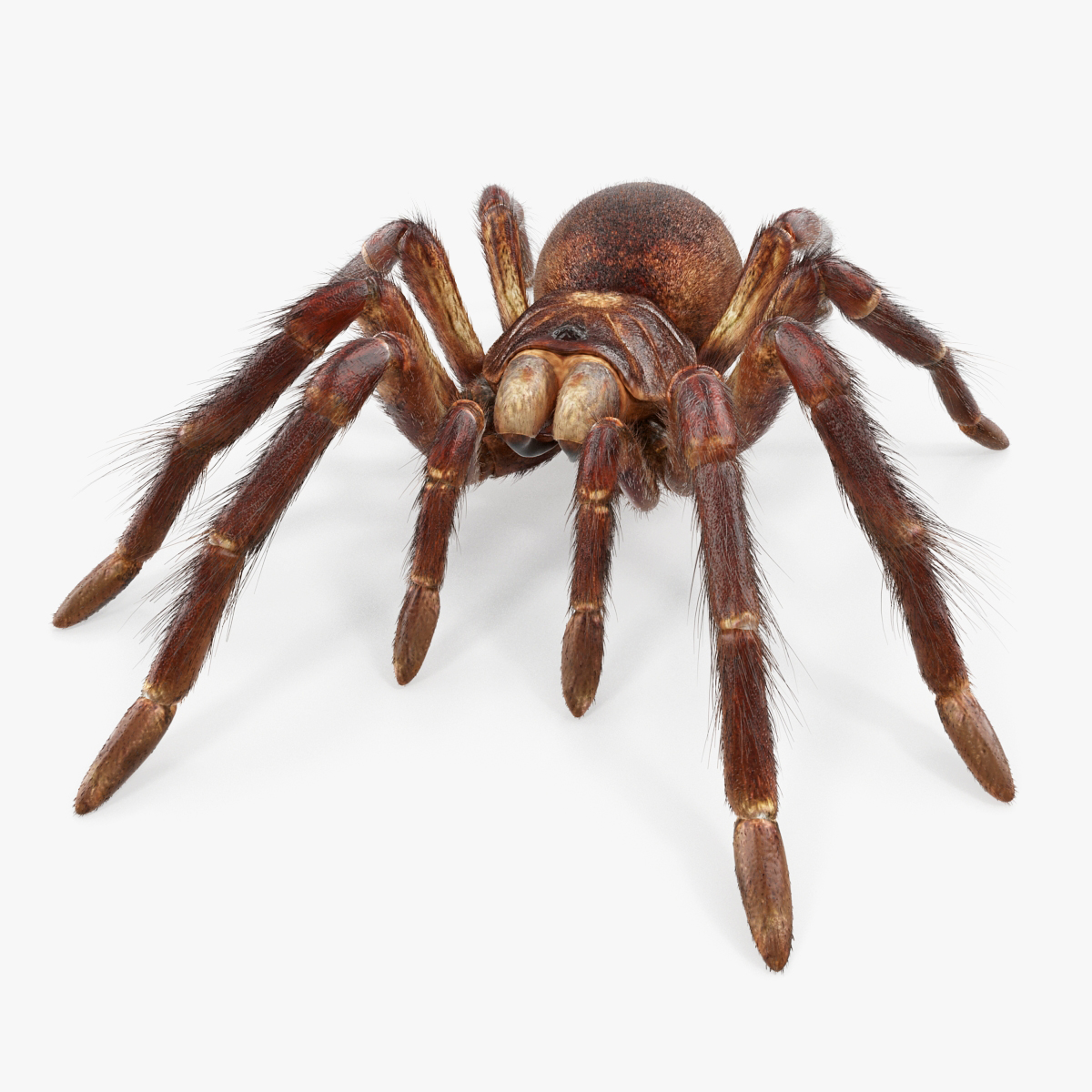 Goliath Birdeater with Fur, view 5