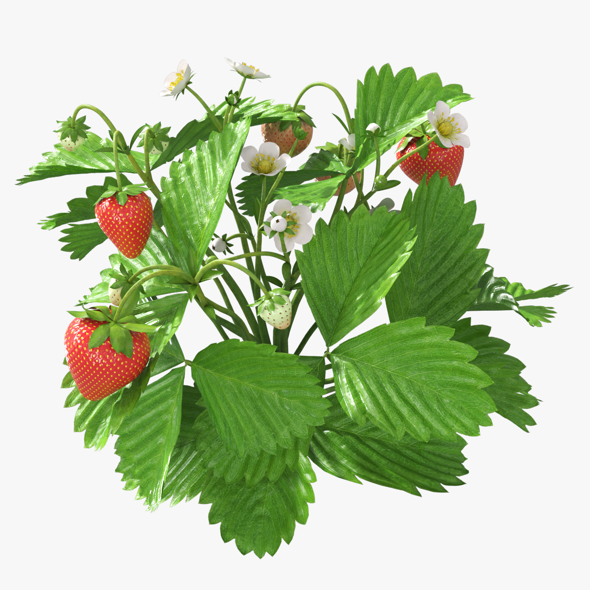 Garden Strawberry Plant Fruiting