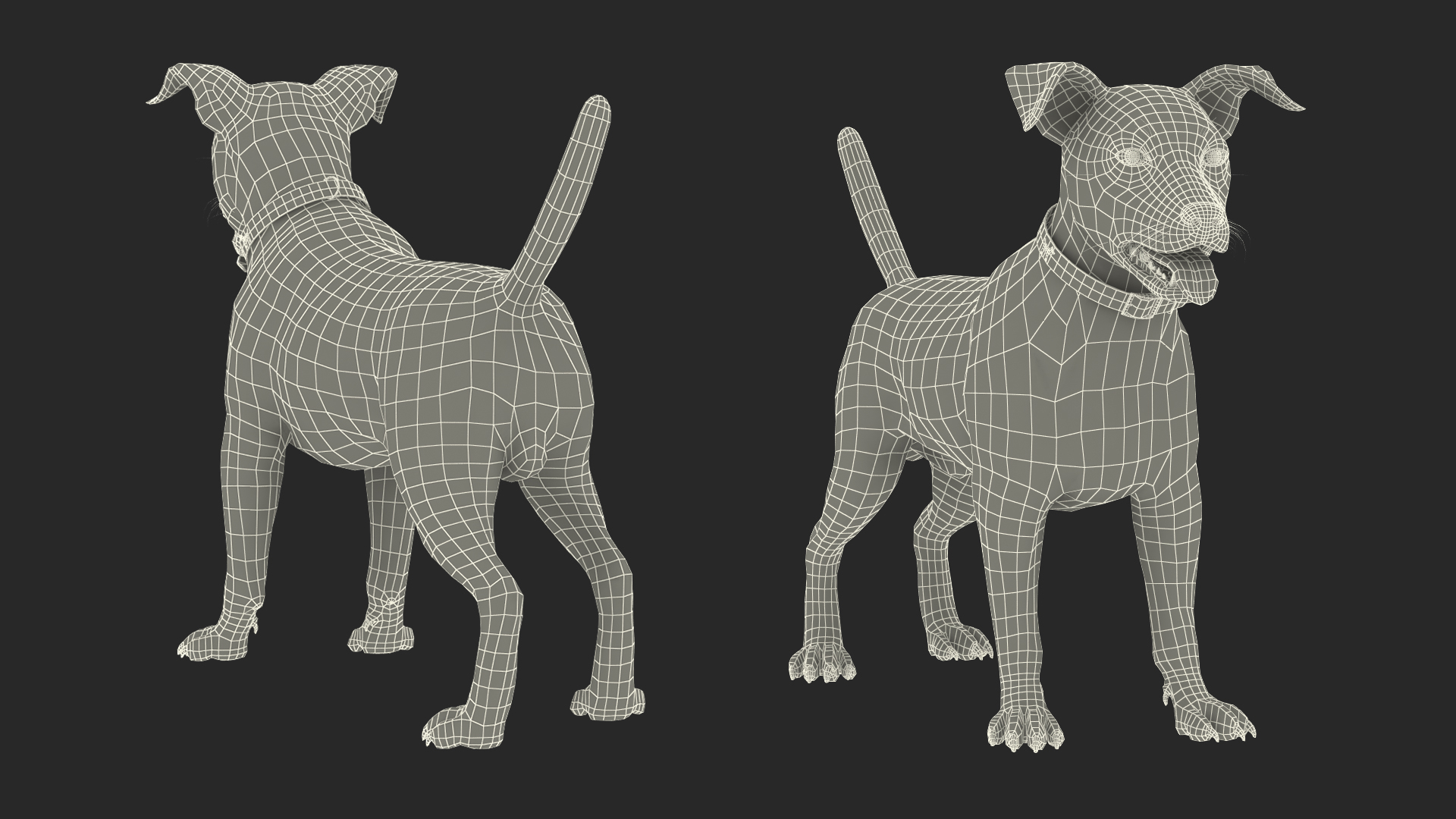 3D model White Jack Russell Terrier Fur Attention Pose