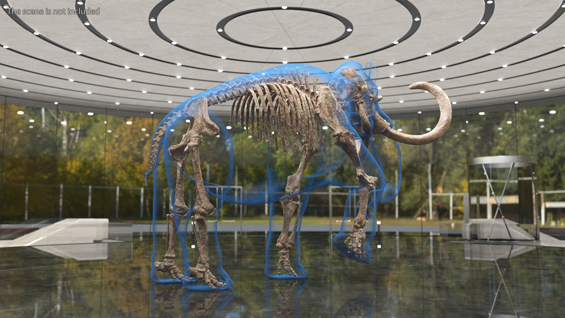 Adult Mammoth Old Skeleton Shell Rigged 3D model