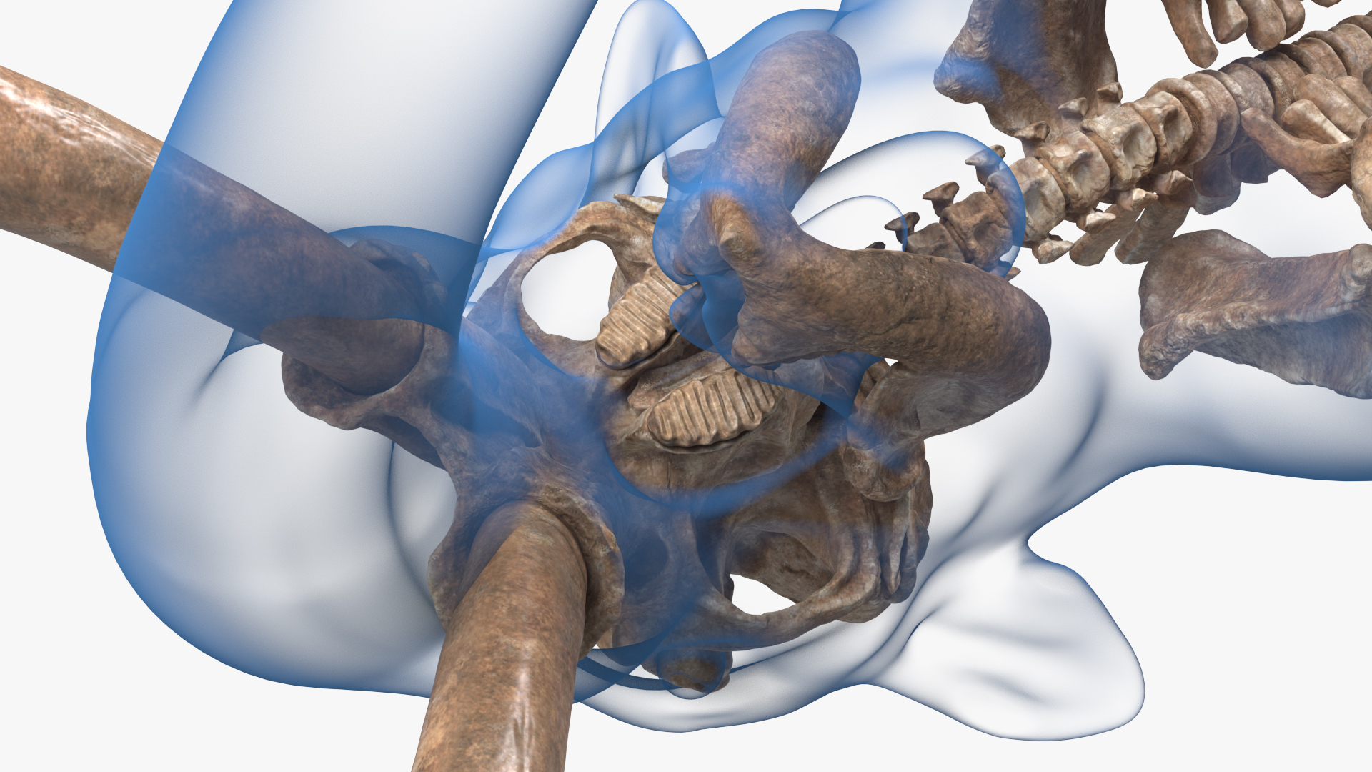 Adult Mammoth Old Skeleton Shell Rigged 3D model