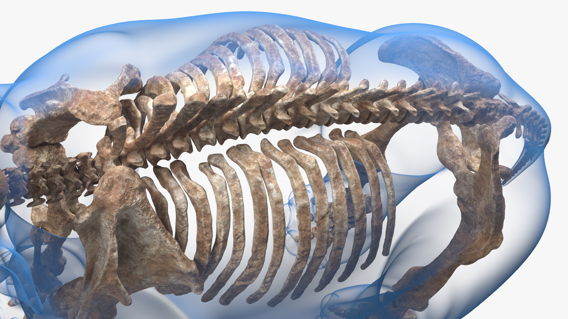 Adult Mammoth Old Skeleton Shell Rigged 3D model