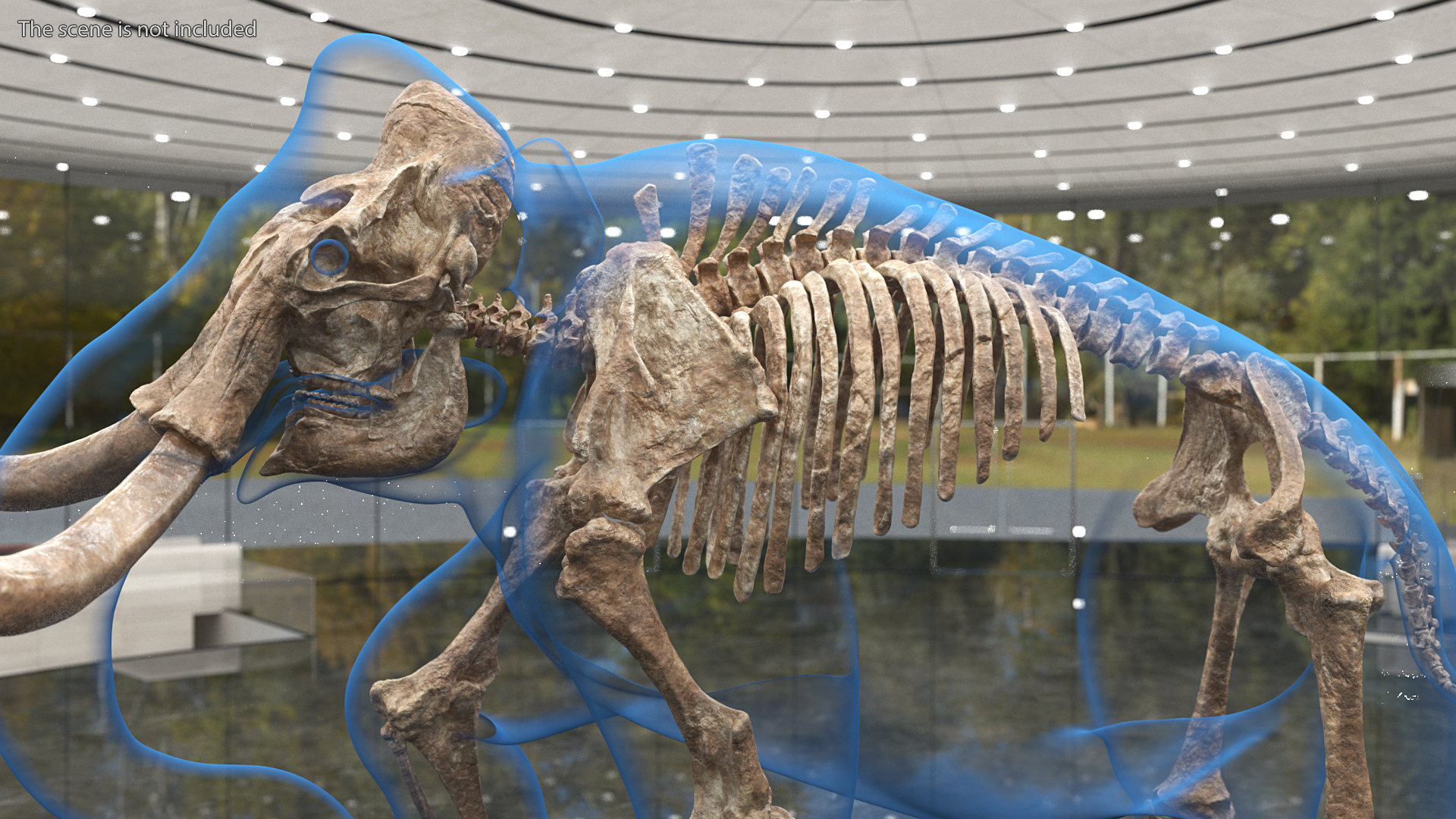 Adult Mammoth Old Skeleton Shell Rigged 3D model