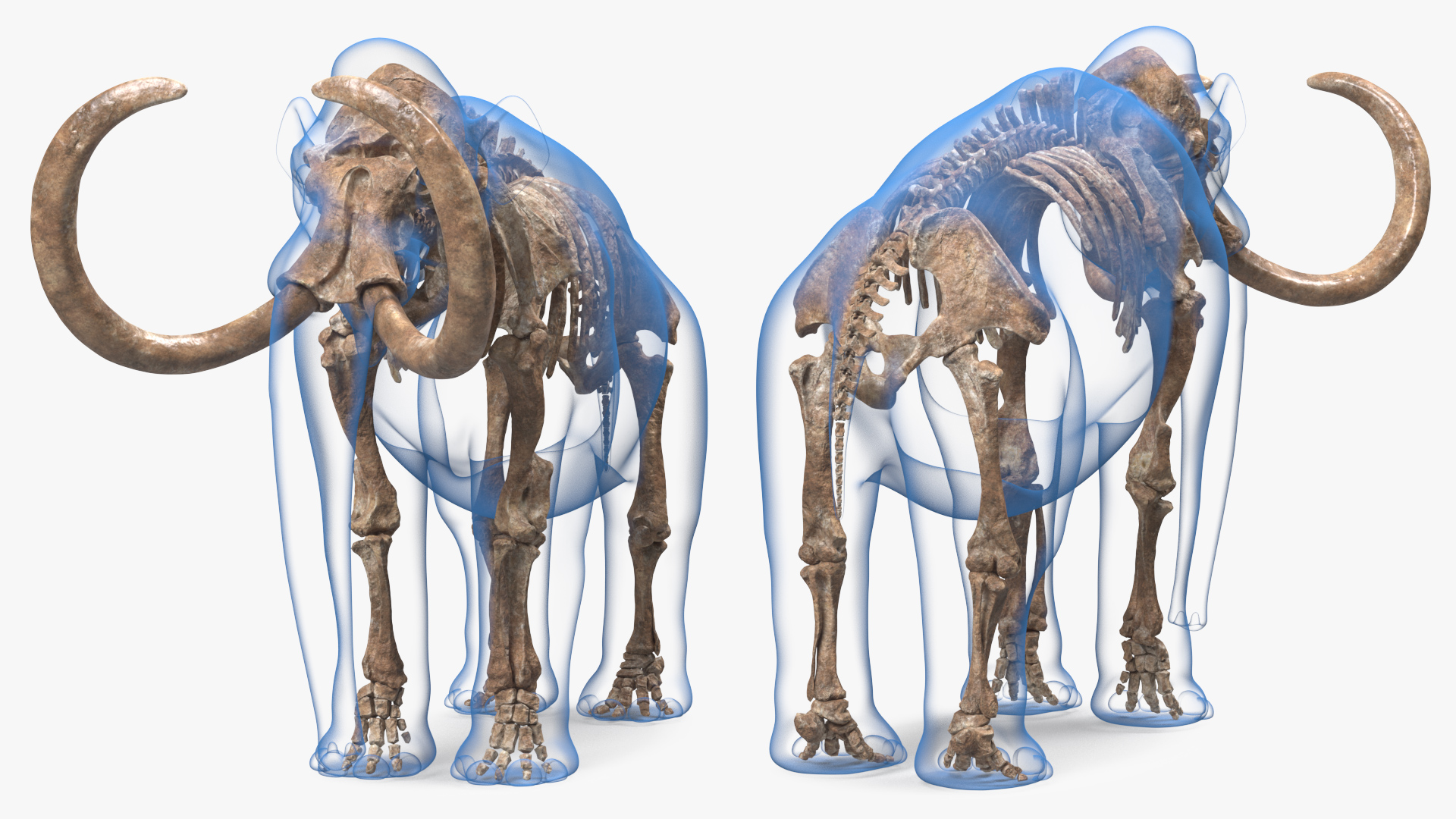 Adult Mammoth Old Skeleton Shell Rigged 3D model