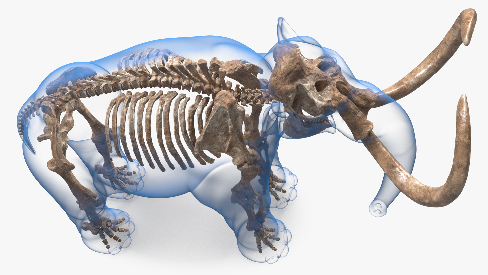 Adult Mammoth Old Skeleton Shell Rigged 3D model