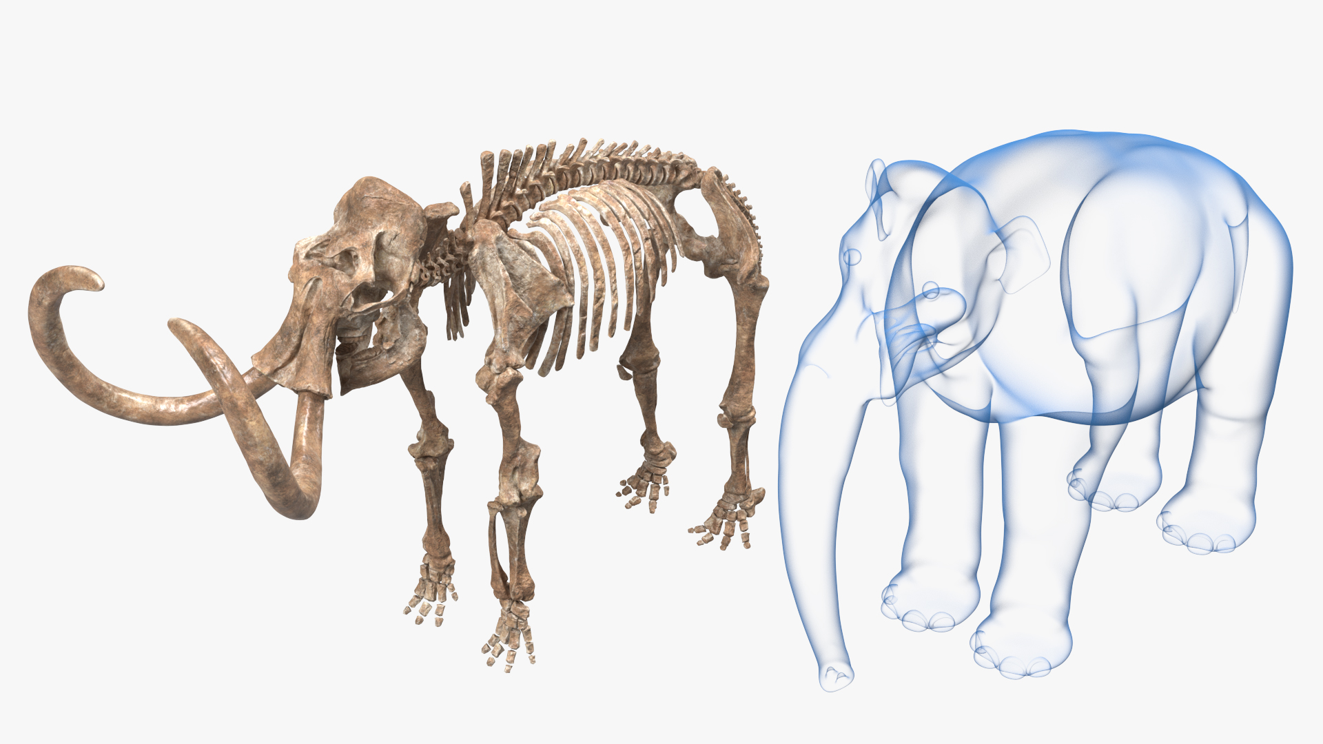 Adult Mammoth Old Skeleton Shell Rigged 3D model