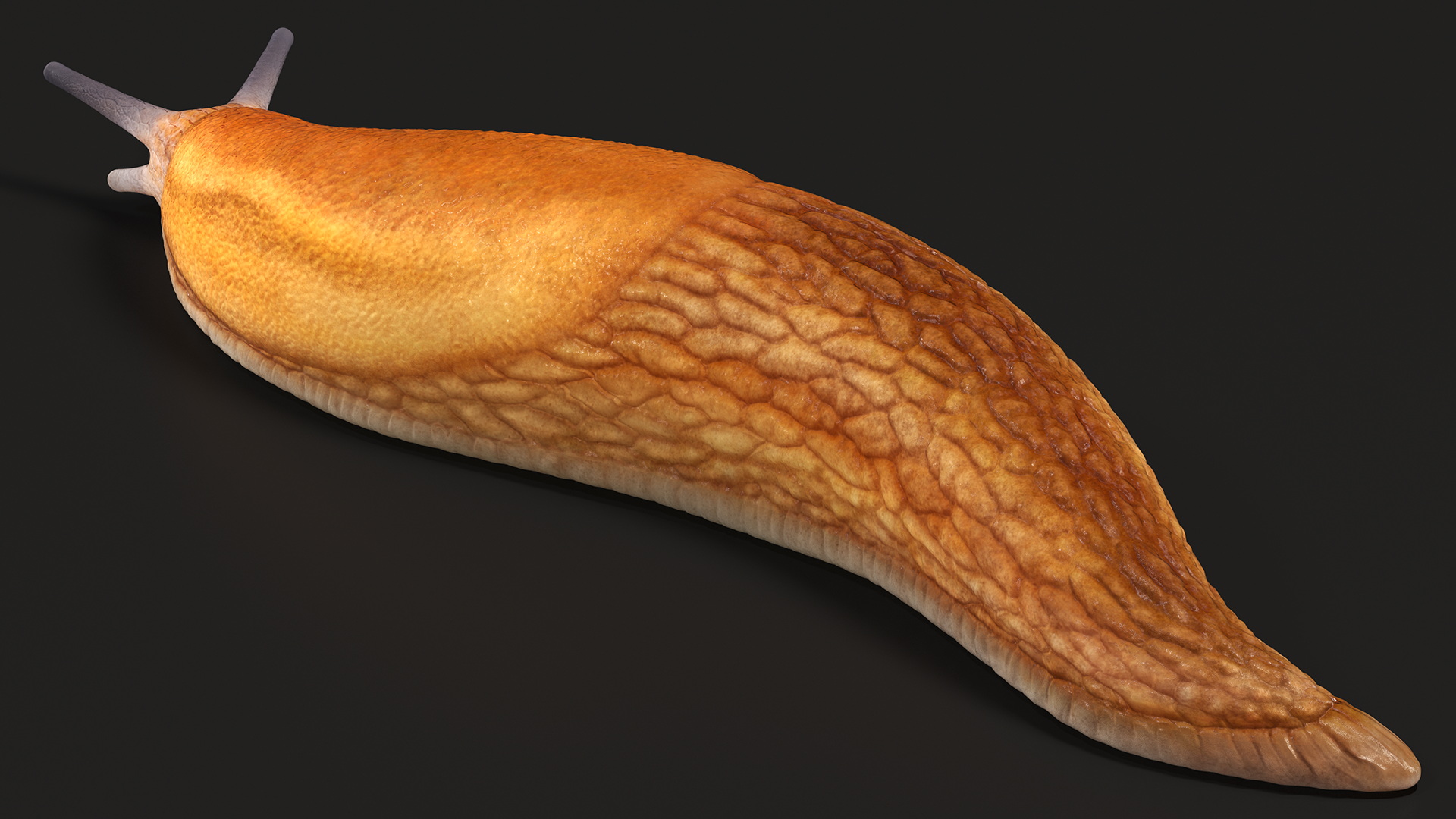 Slug Dusky Arion Lying 3D