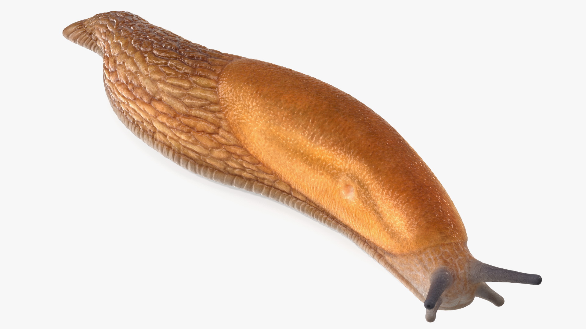Slug Dusky Arion Lying 3D