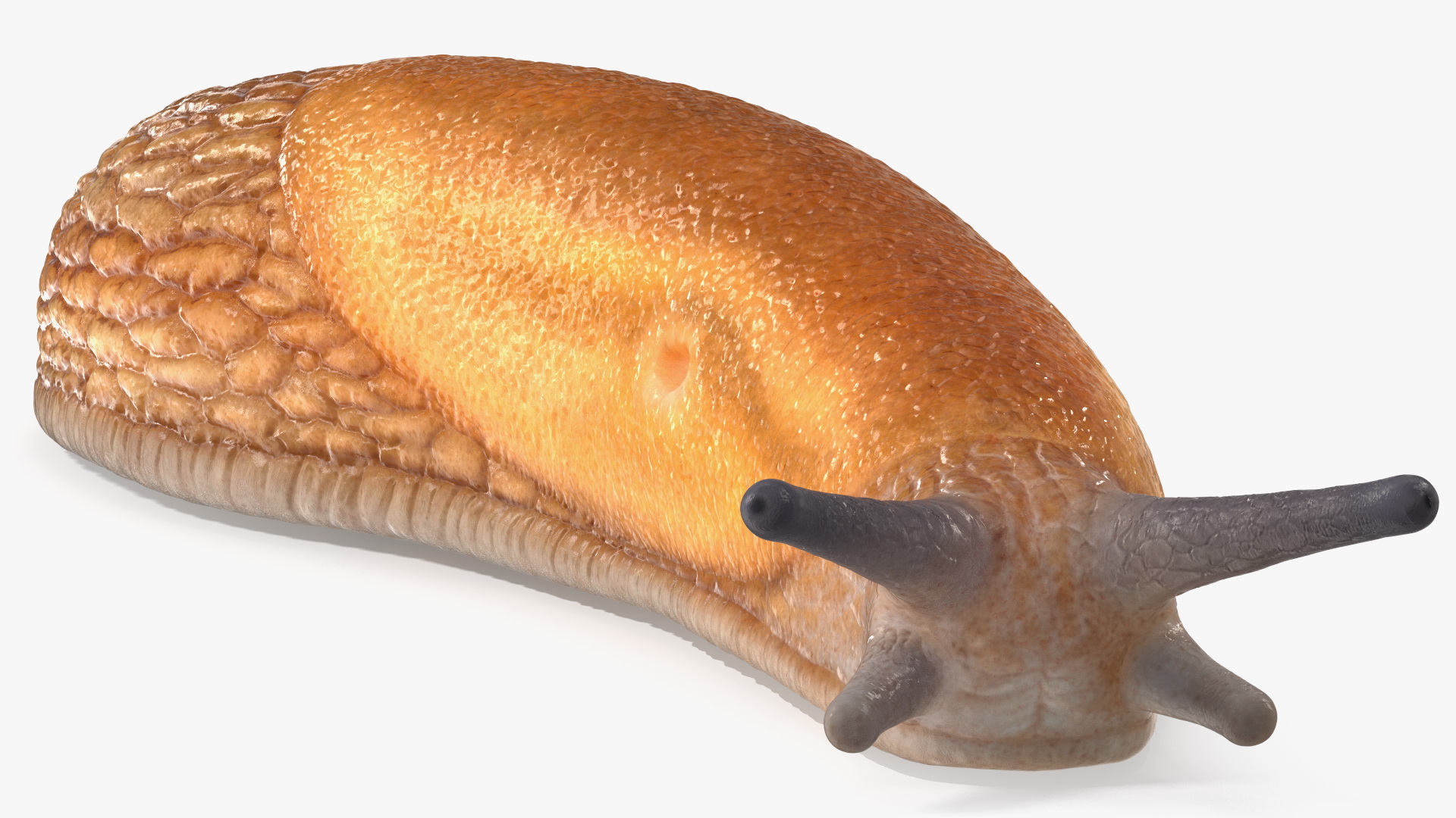 Slug Dusky Arion Lying 3D