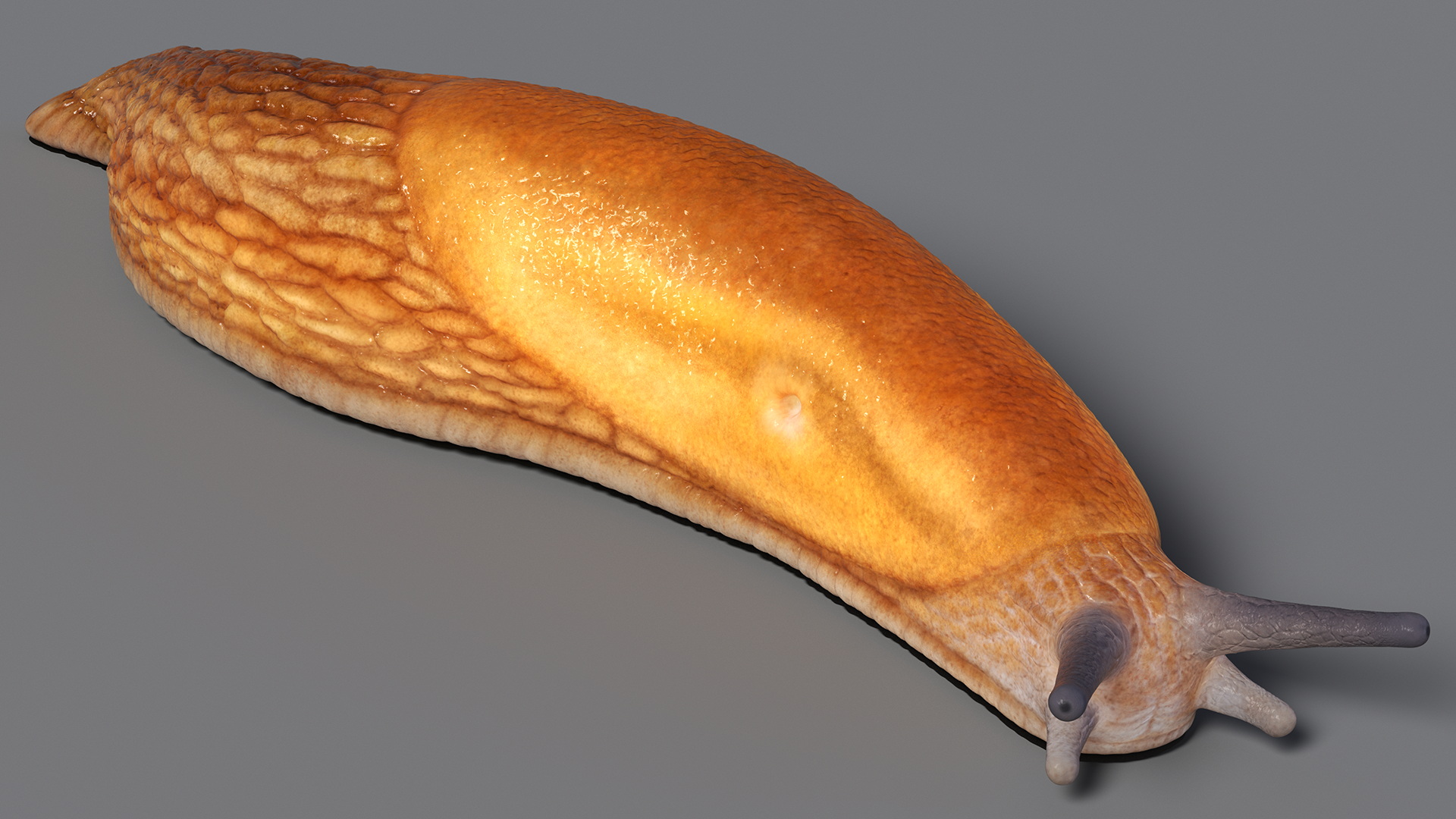 Slug Dusky Arion Lying 3D