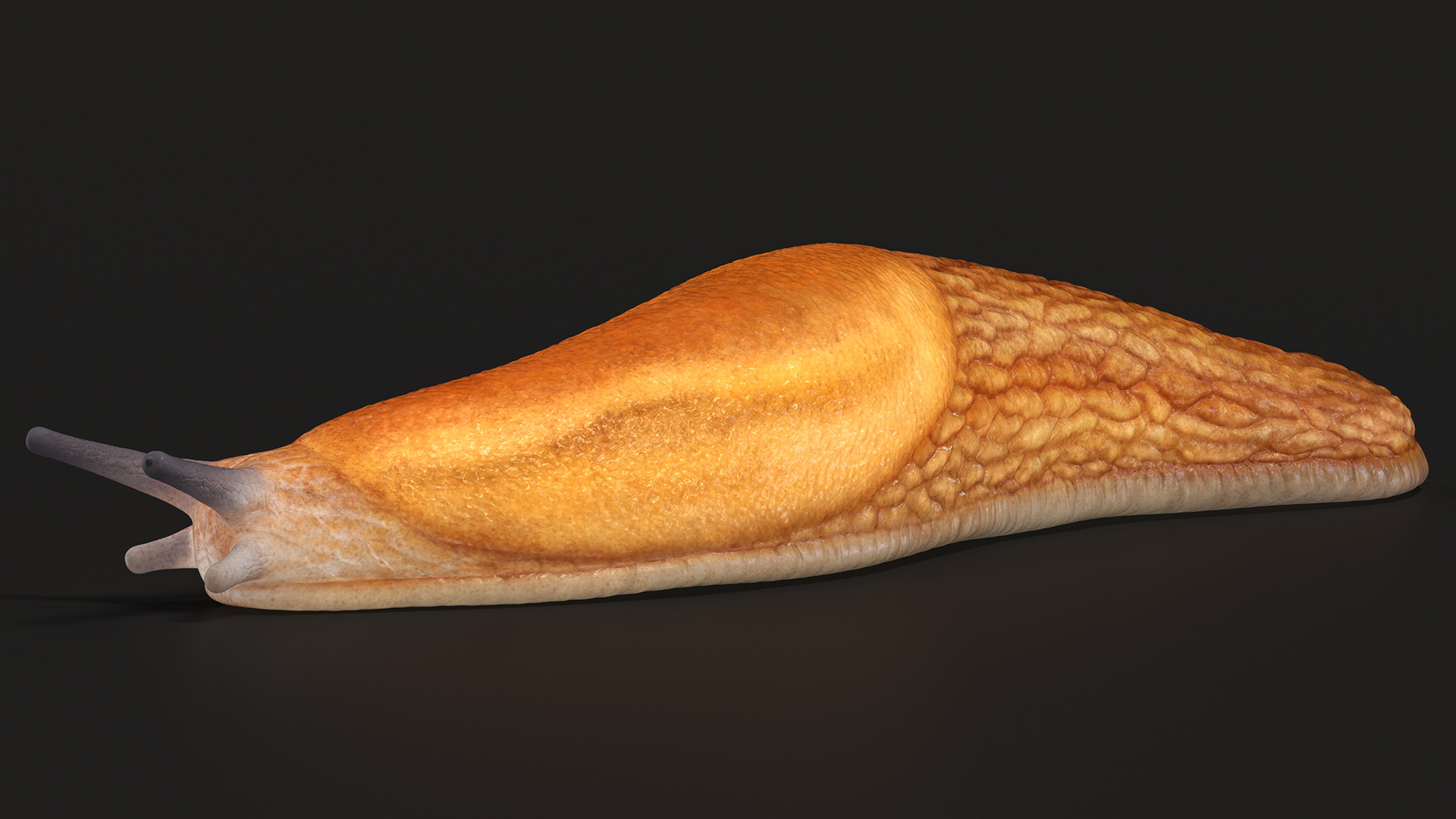Slug Dusky Arion Lying 3D