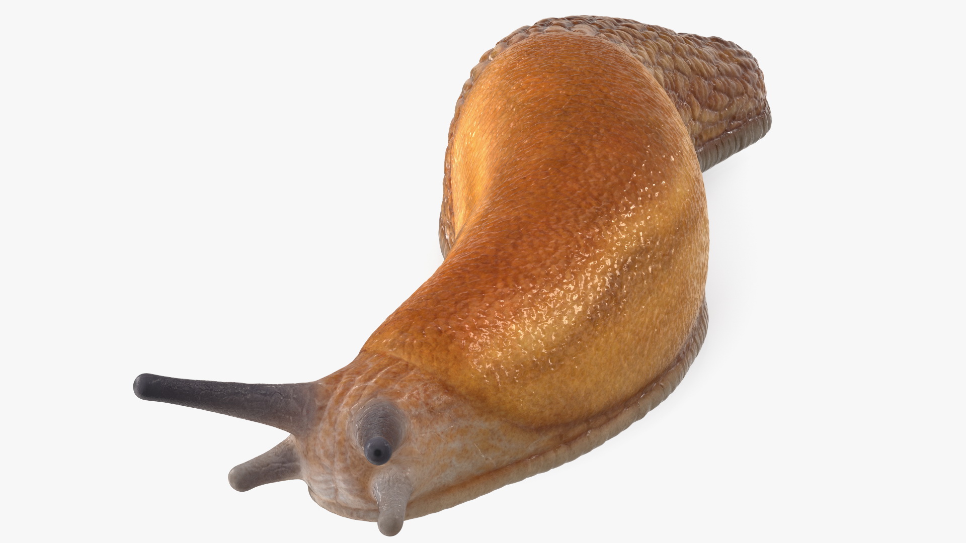 Slug Dusky Arion Lying 3D