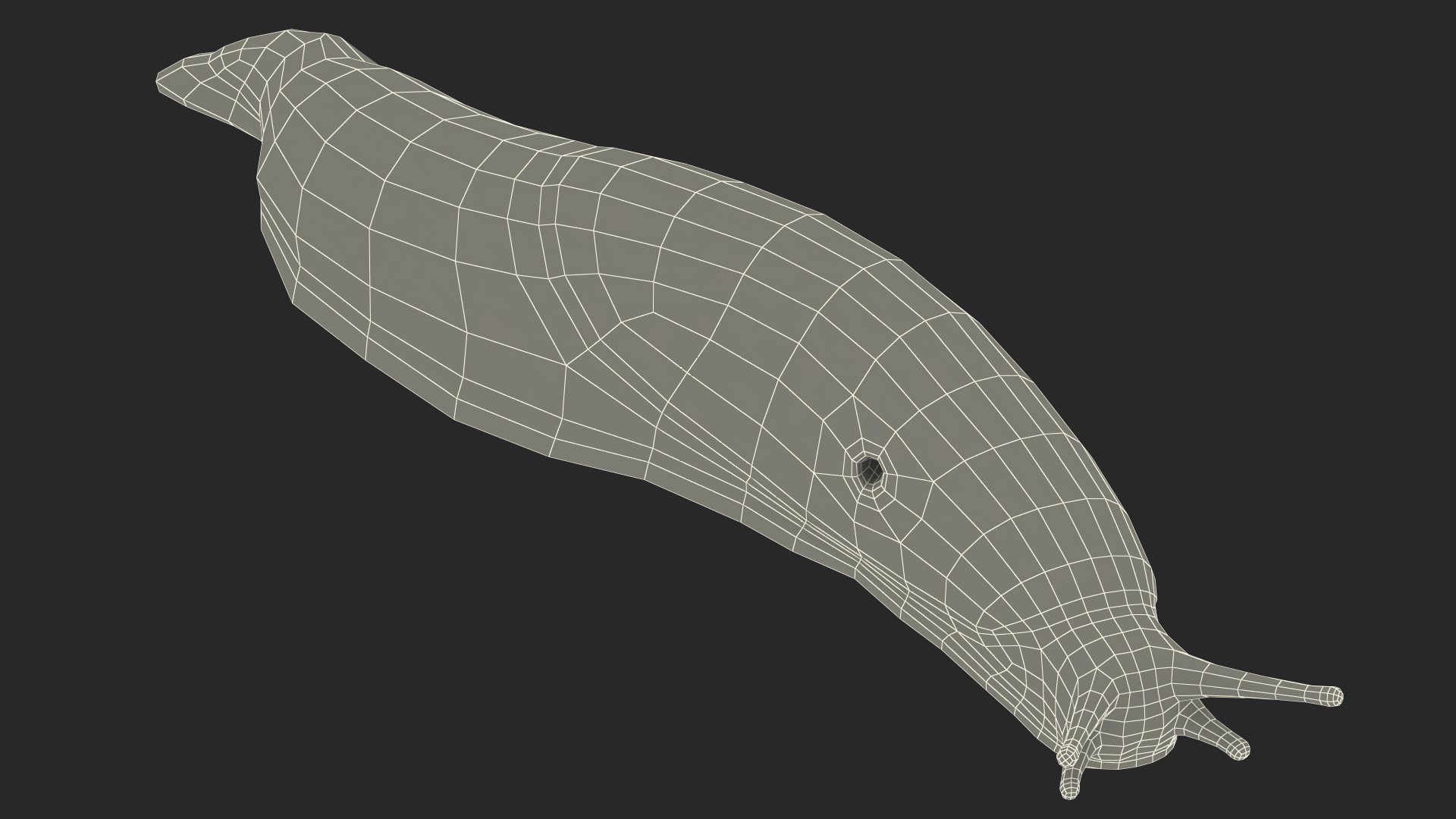Slug Dusky Arion Lying 3D