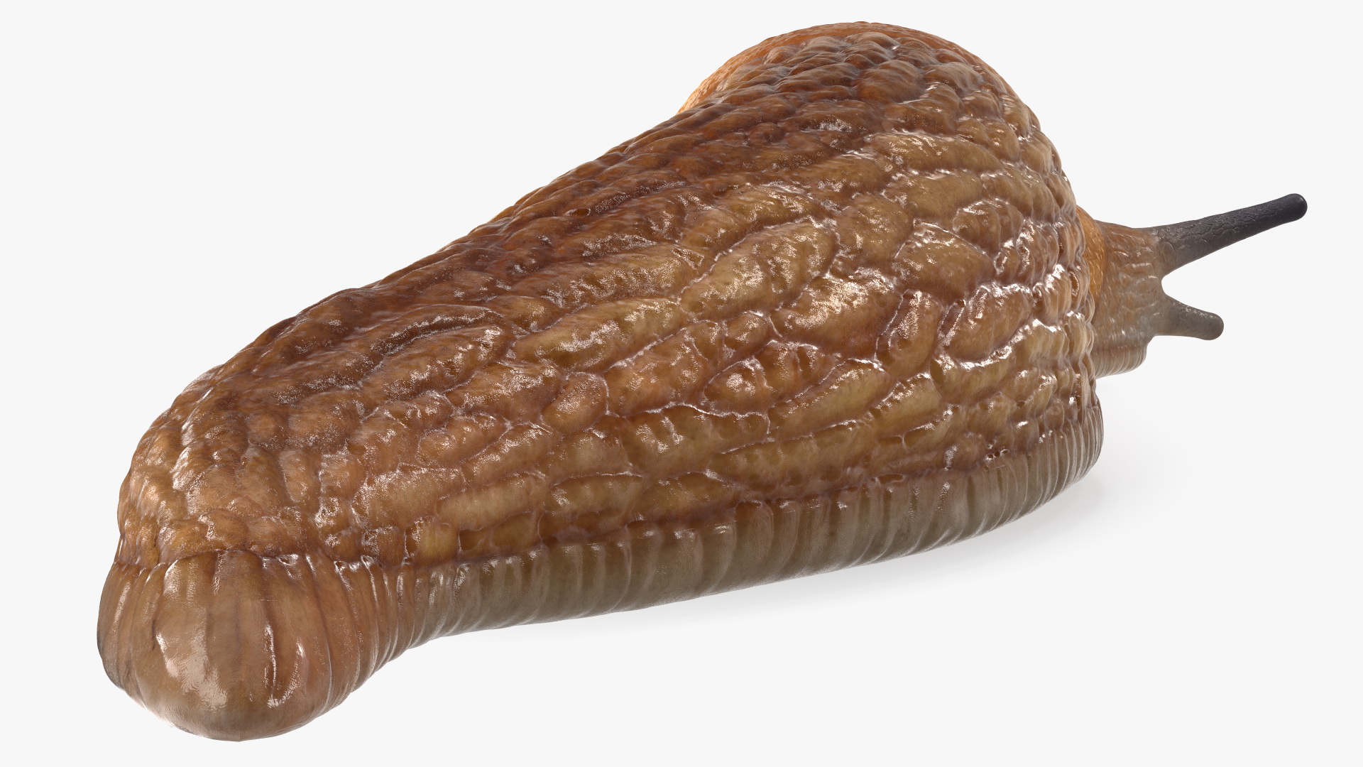Slug Dusky Arion Lying 3D