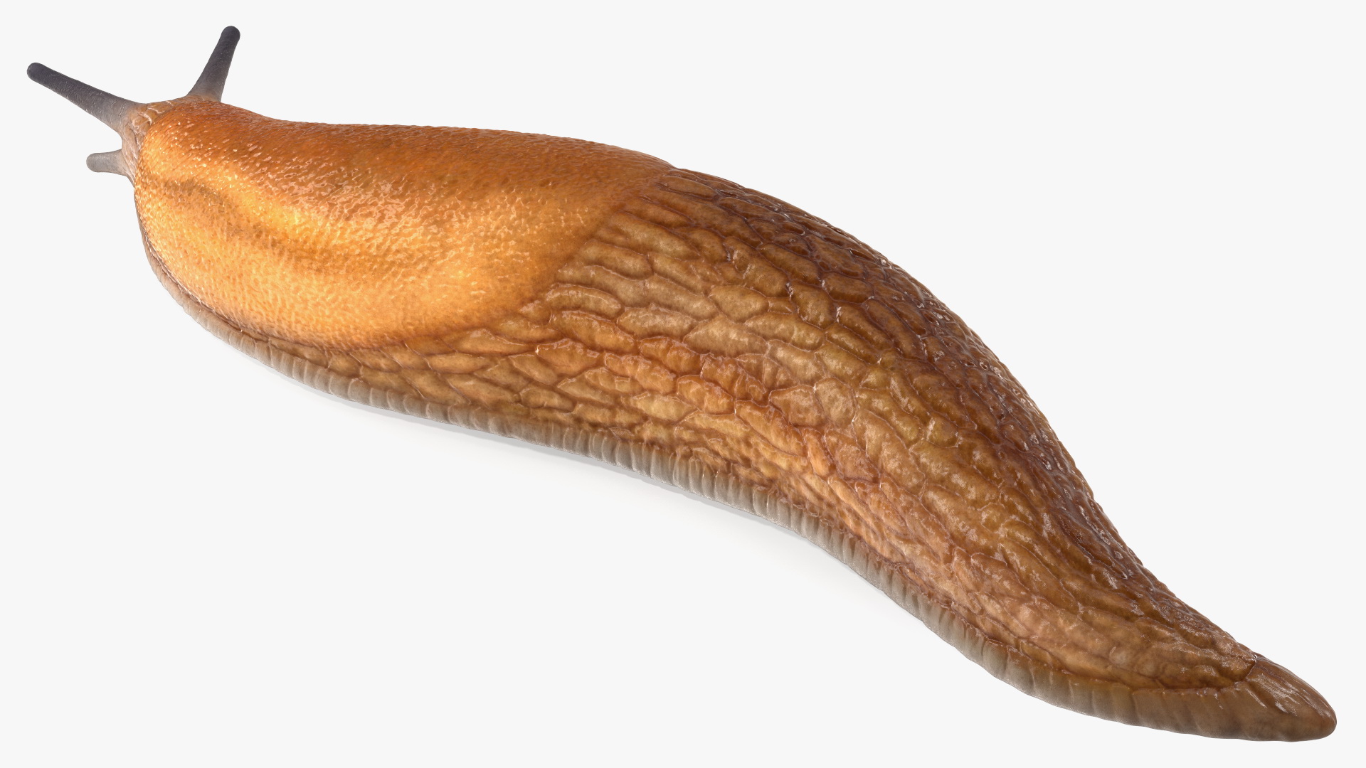 Slug Dusky Arion Lying 3D