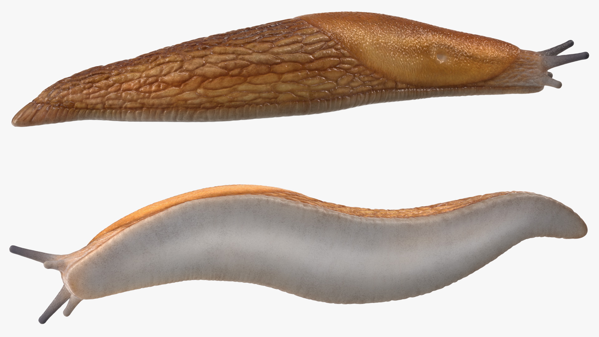 Slug Dusky Arion Lying 3D