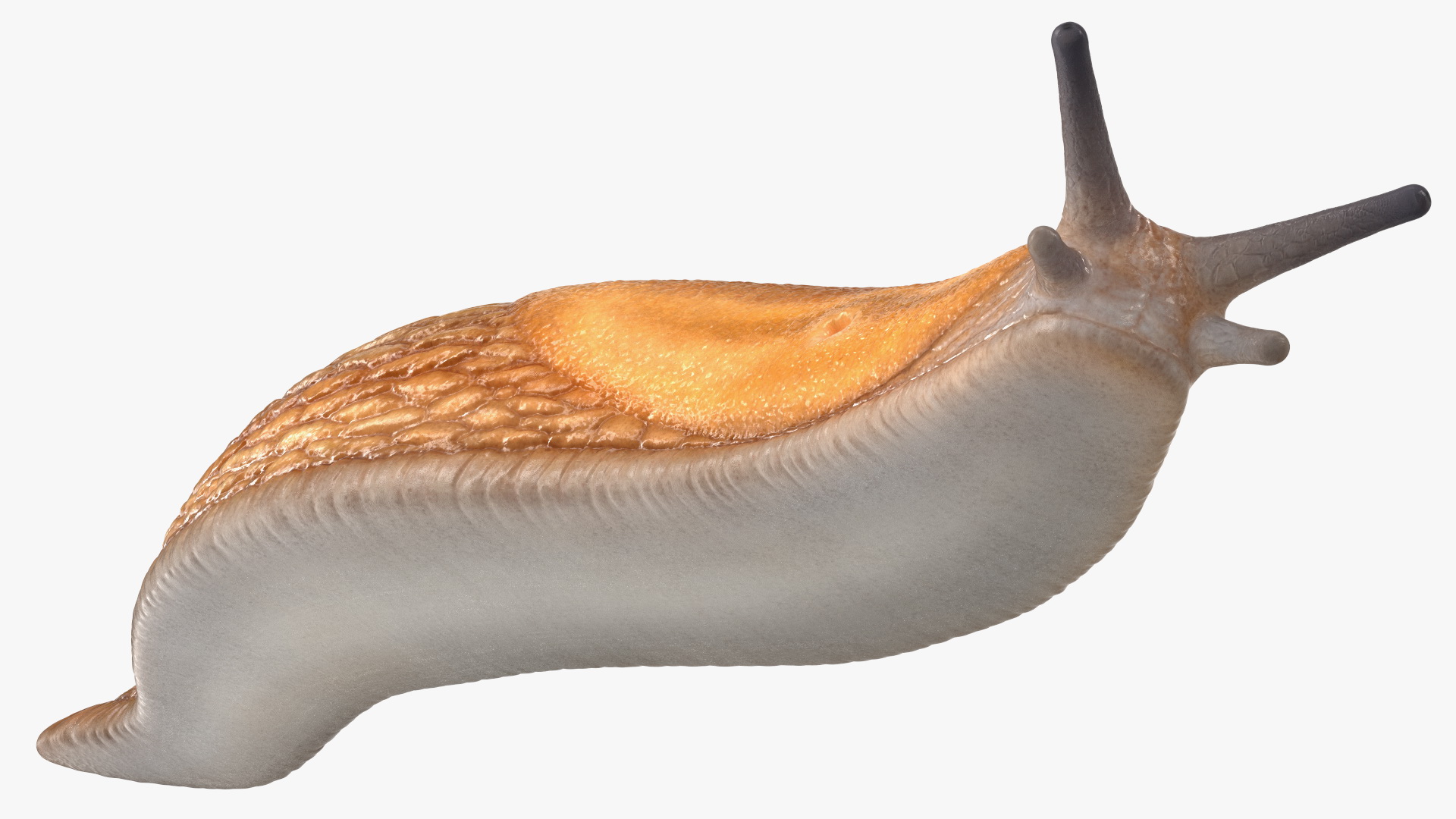Slug Dusky Arion Lying 3D