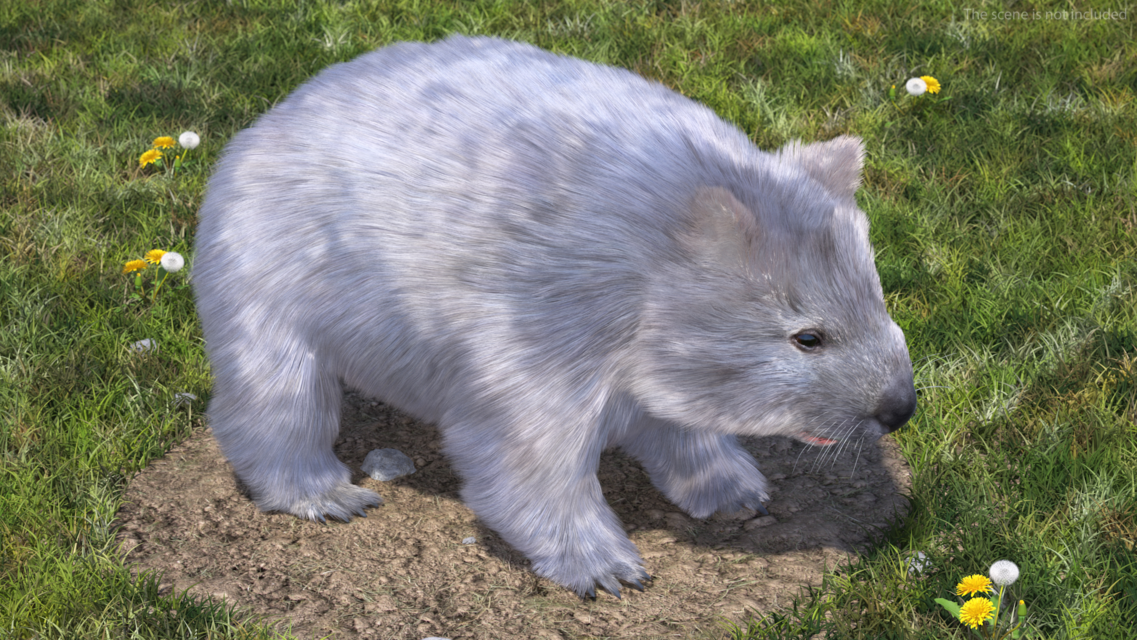 3D model Grey Wombat Fur