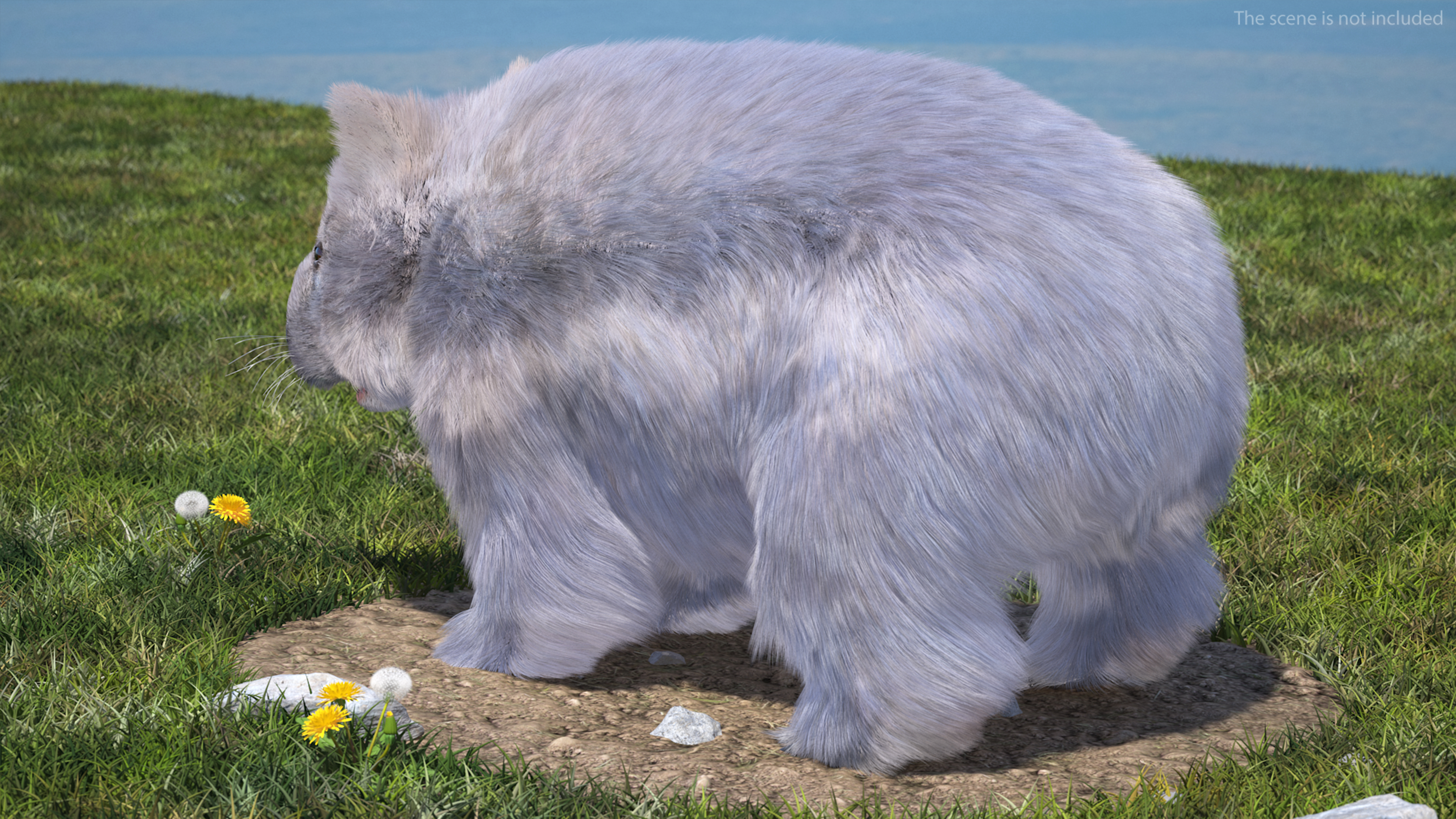 3D model Grey Wombat Fur